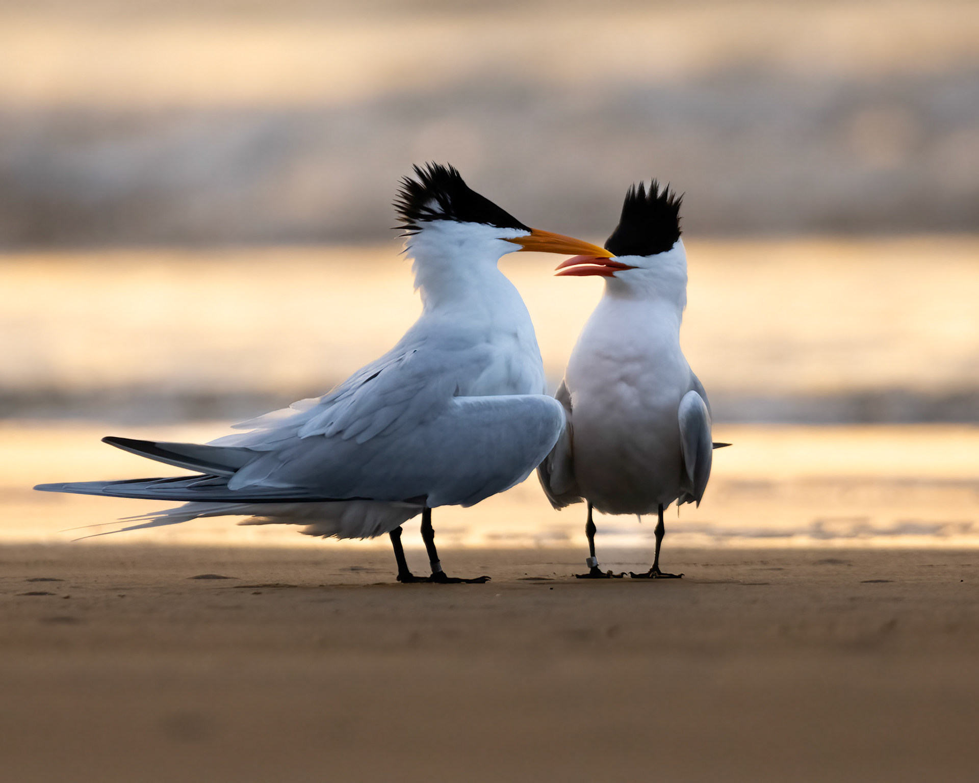 Royal Terns