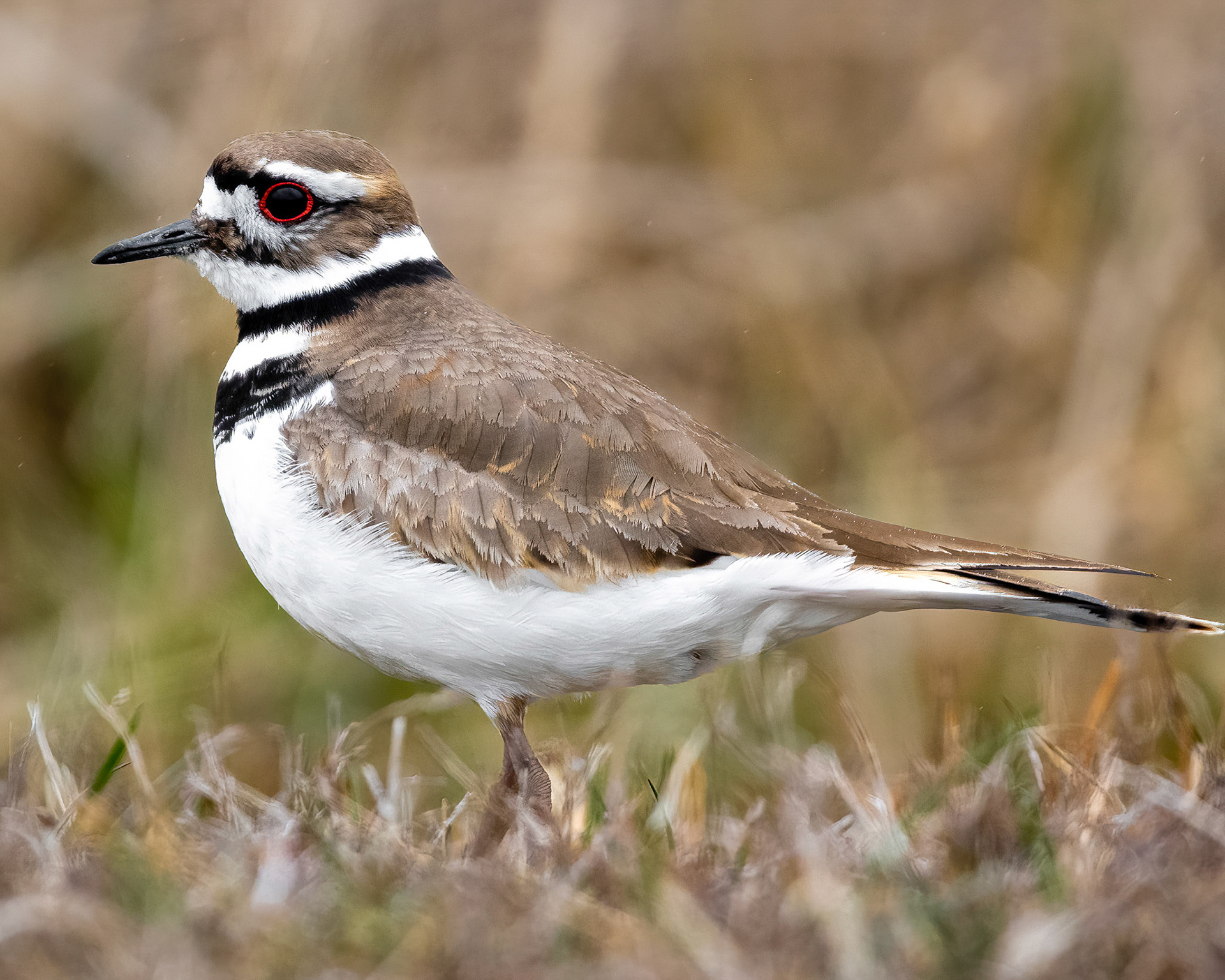 Killdeer