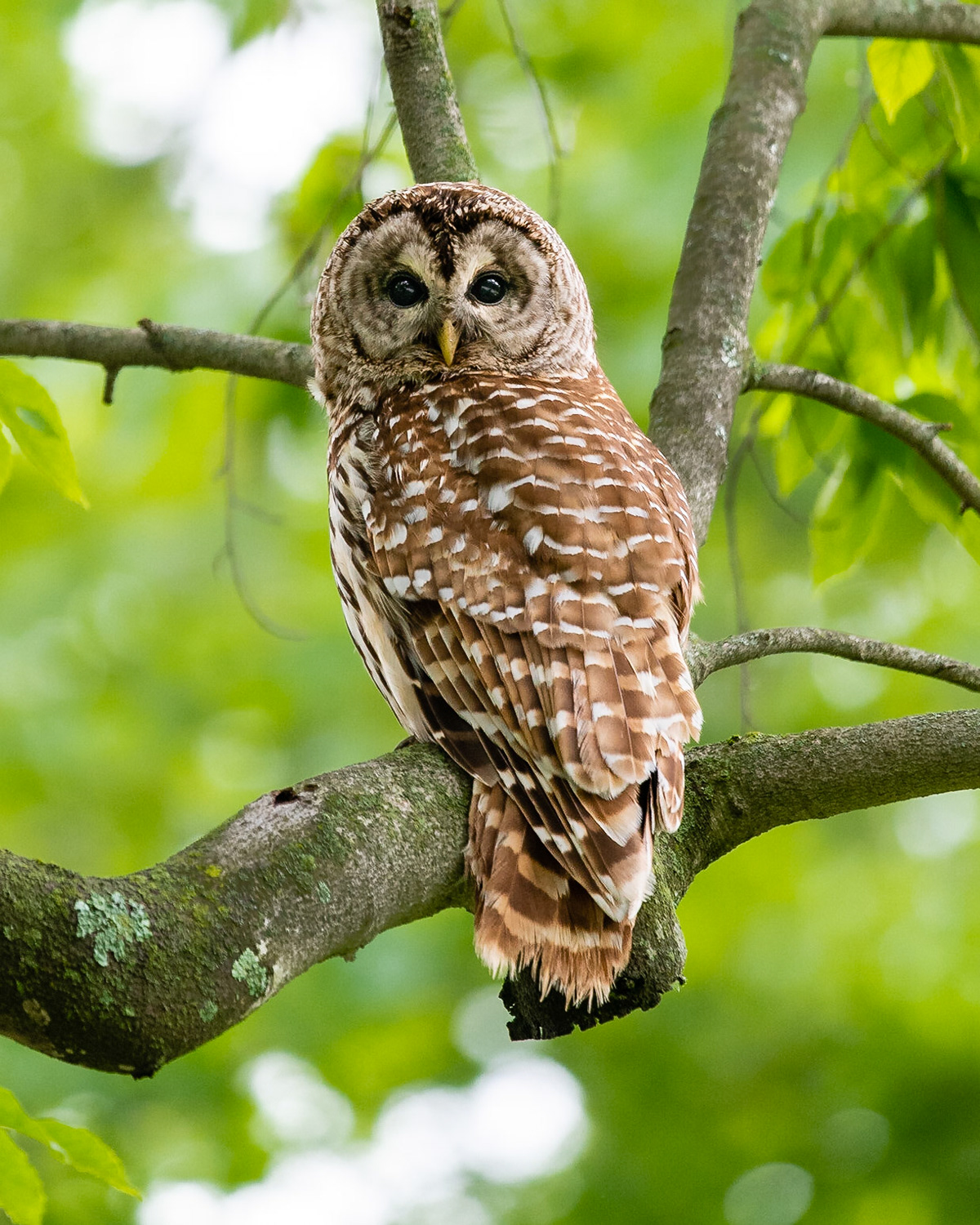 Barred Owl
