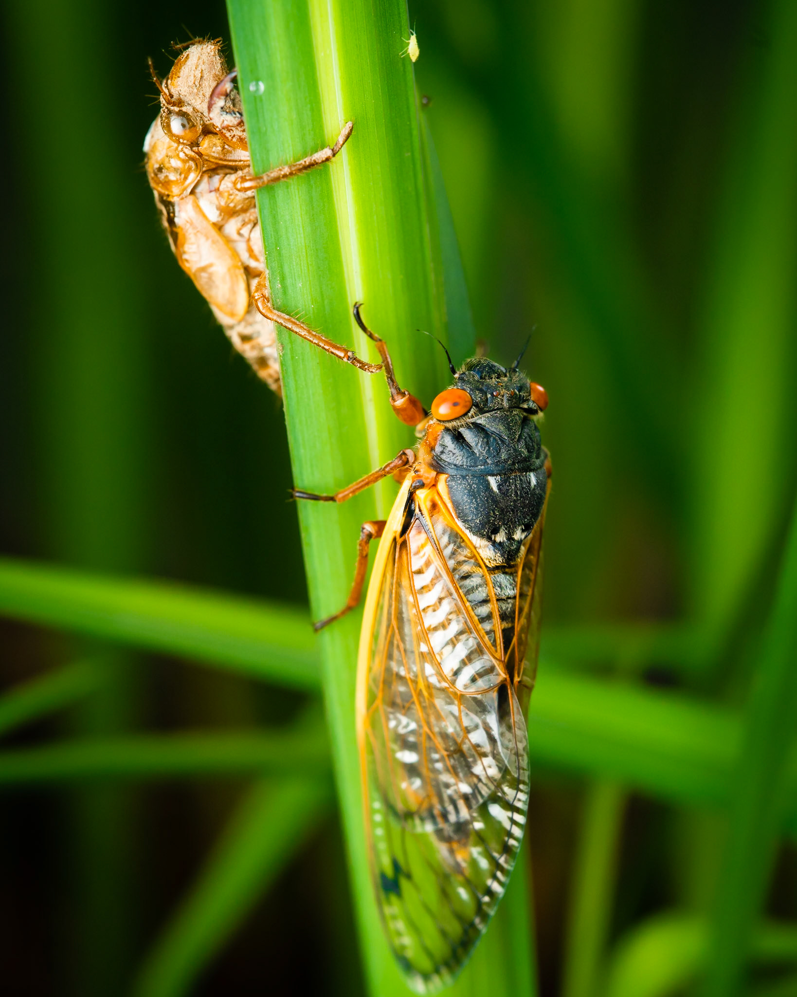 Cicada, 2021
