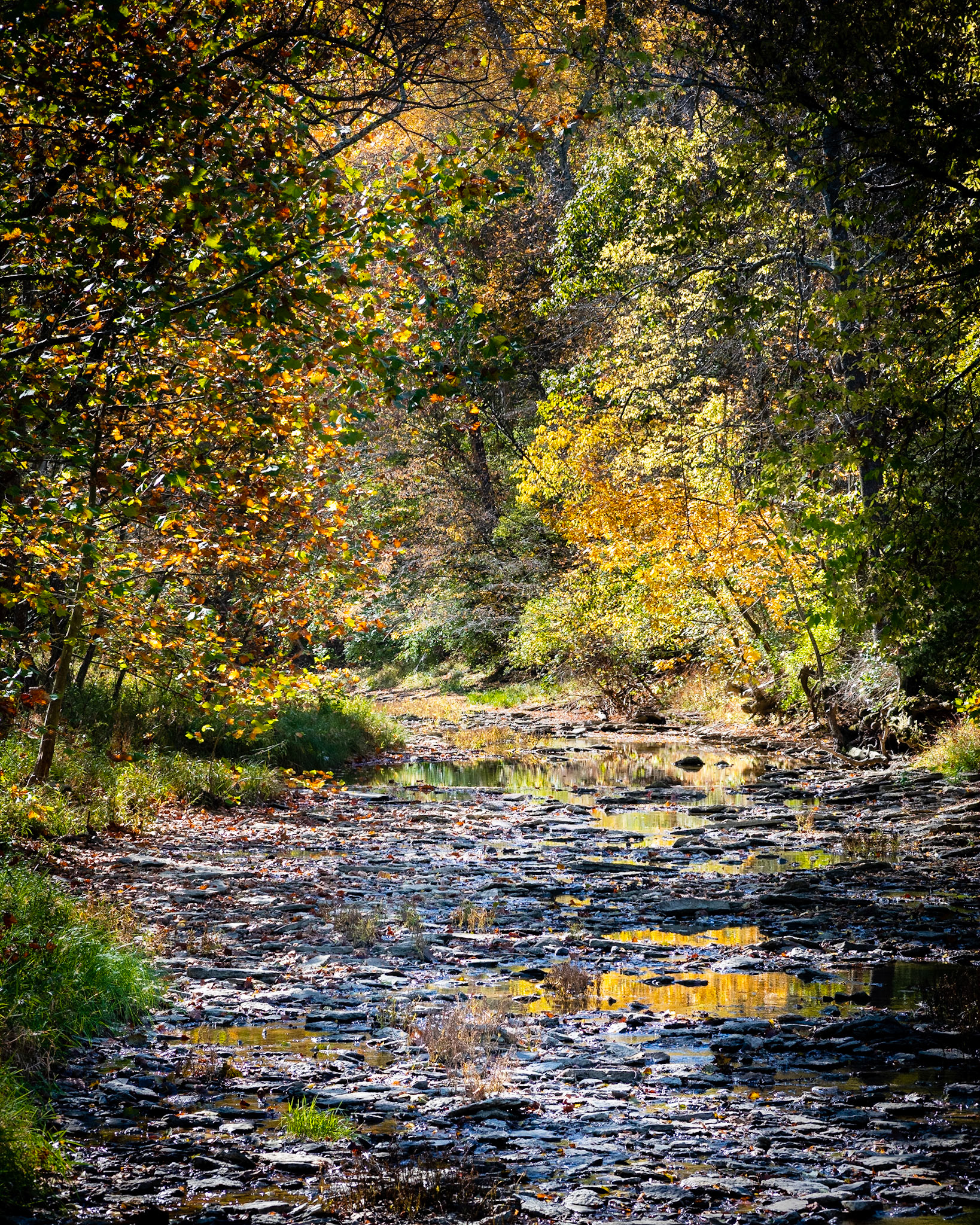 O'Bannon Creek at Long Branch Farm, 2020