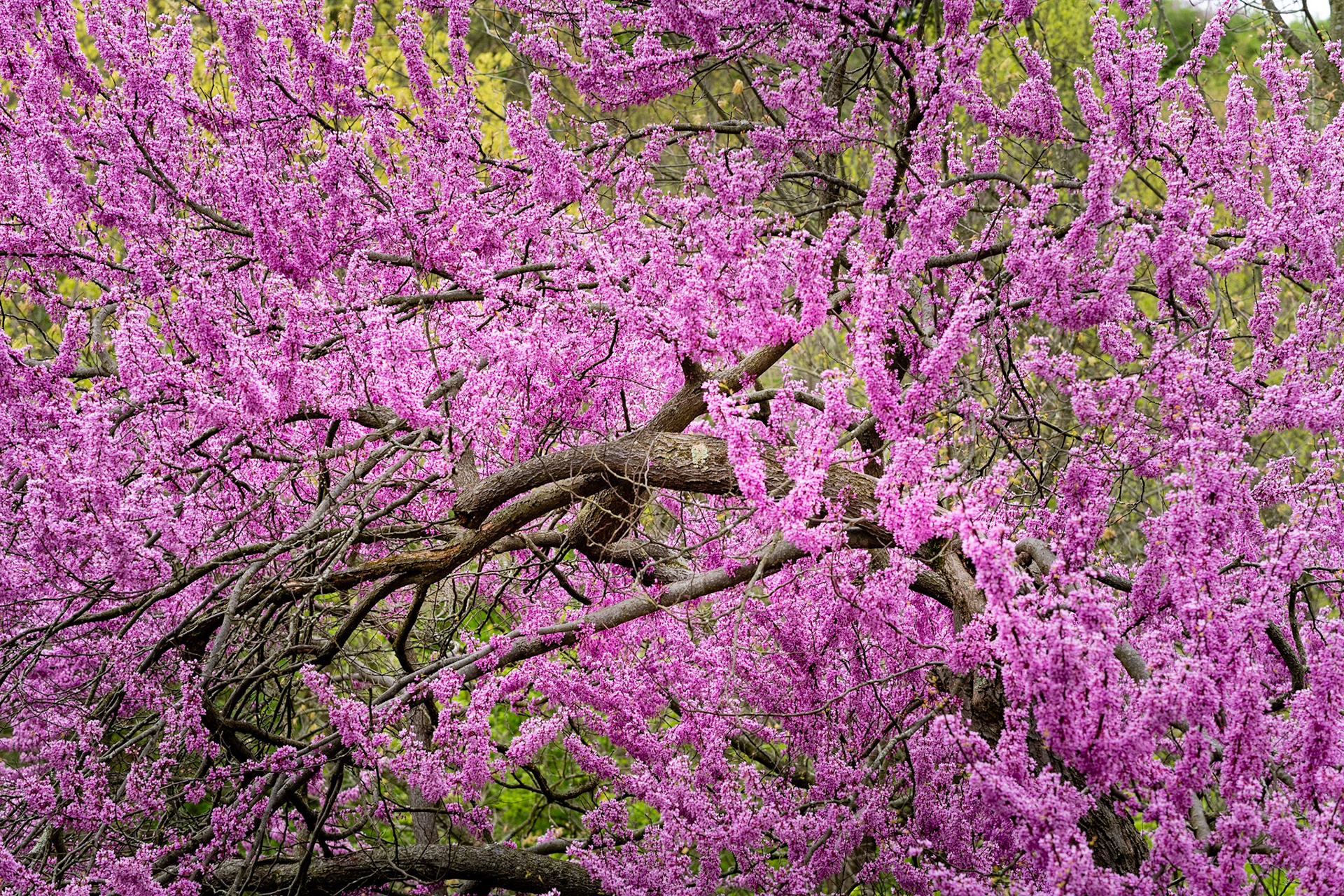 Red Bud