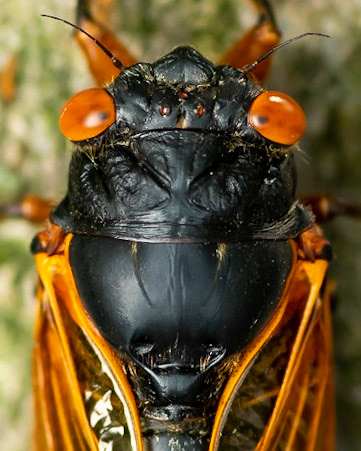 Cicada, 2021