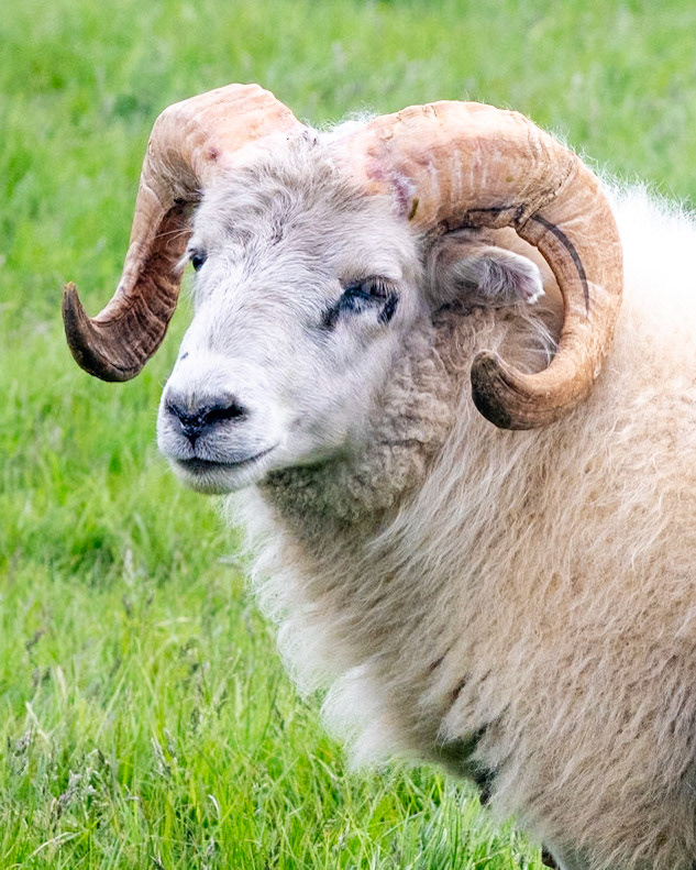 Ram