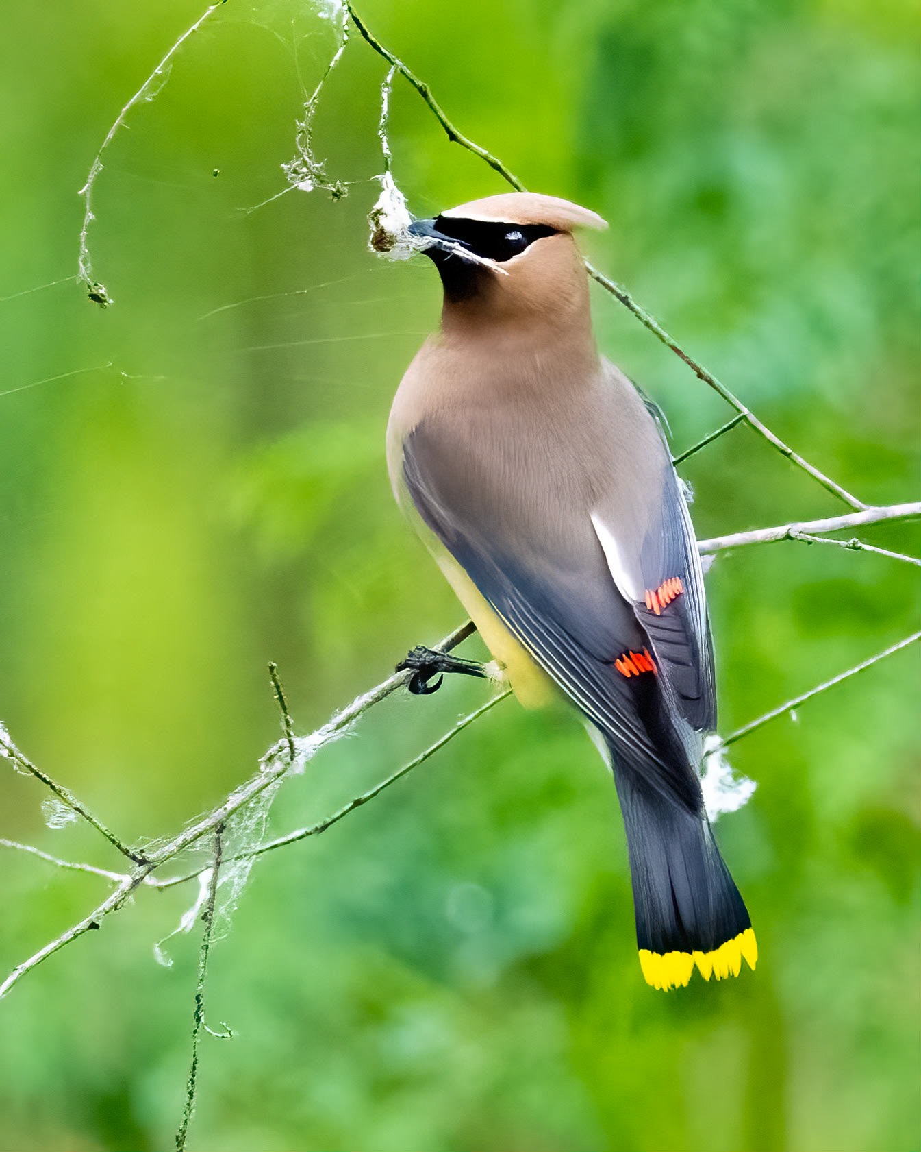 Cedar Waxwing, 2023