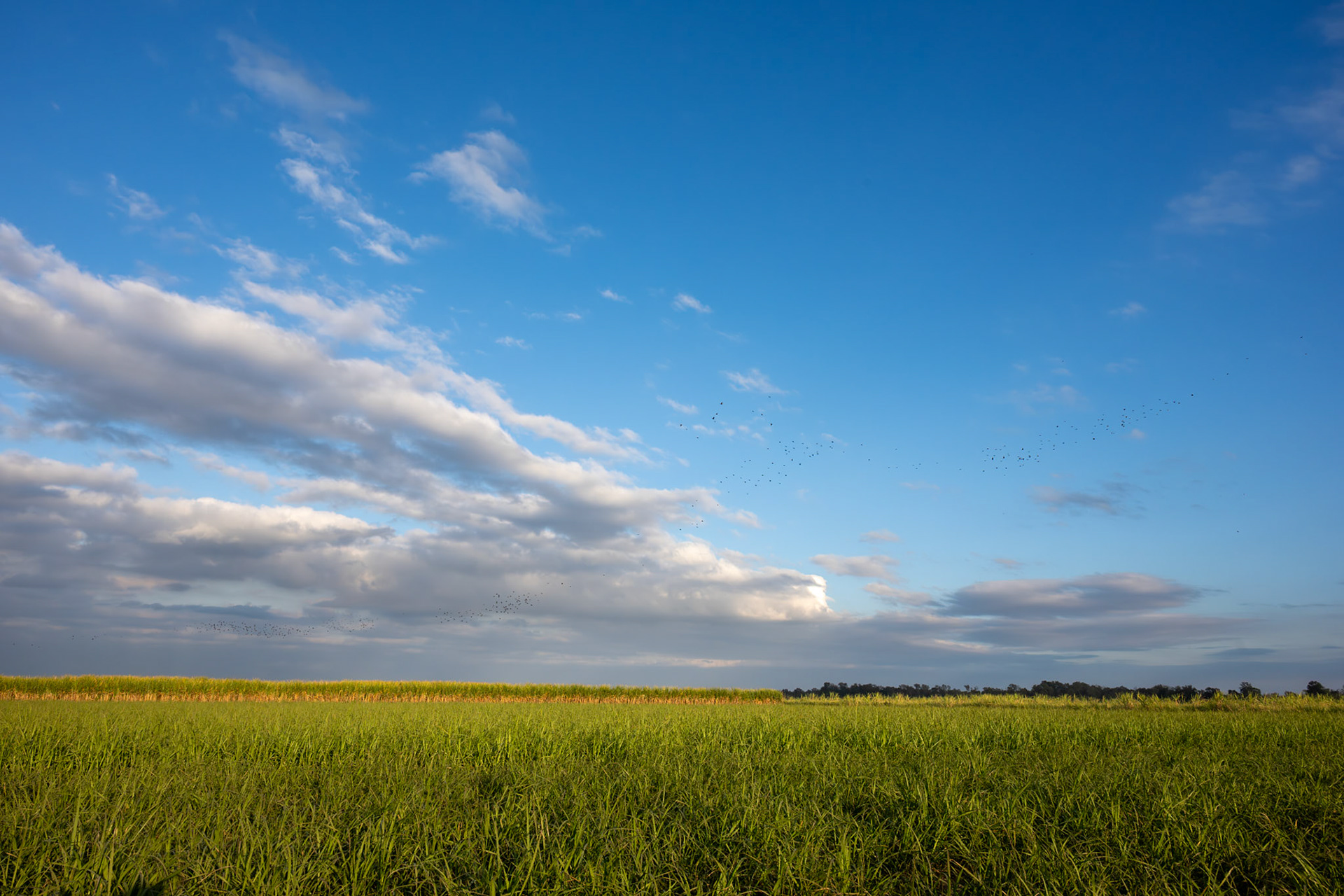 Sugarcane thrives in the south Louisiana sun.  November 2025.