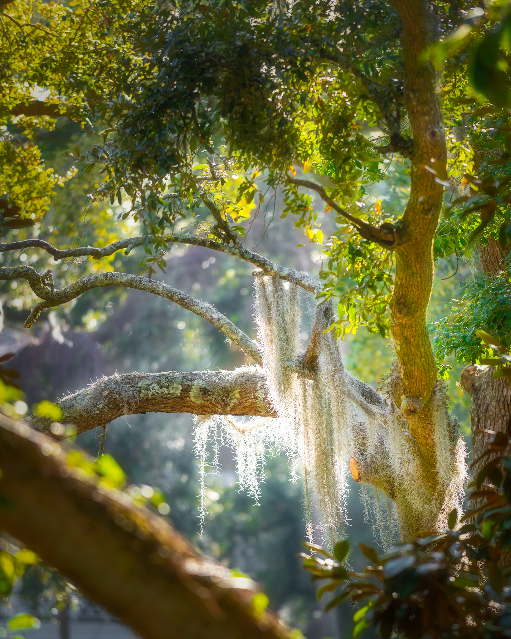 Moss in South Carolina, 2021