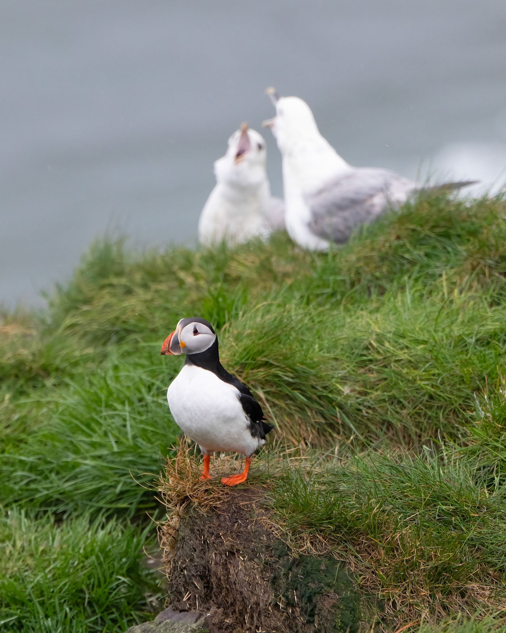 Puffin at Borgarfjörður eystri