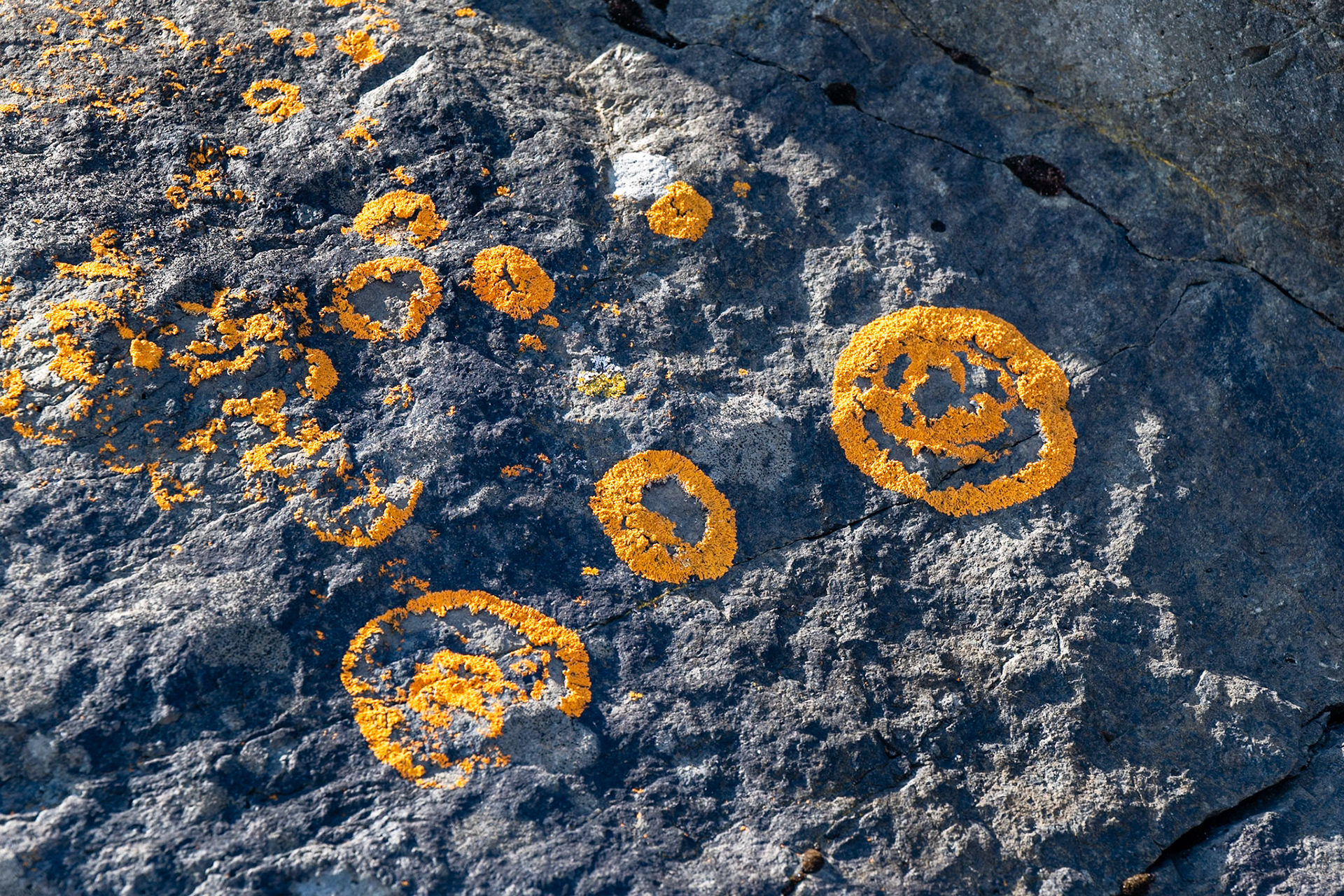 Lichen on rocks at Lækjavik