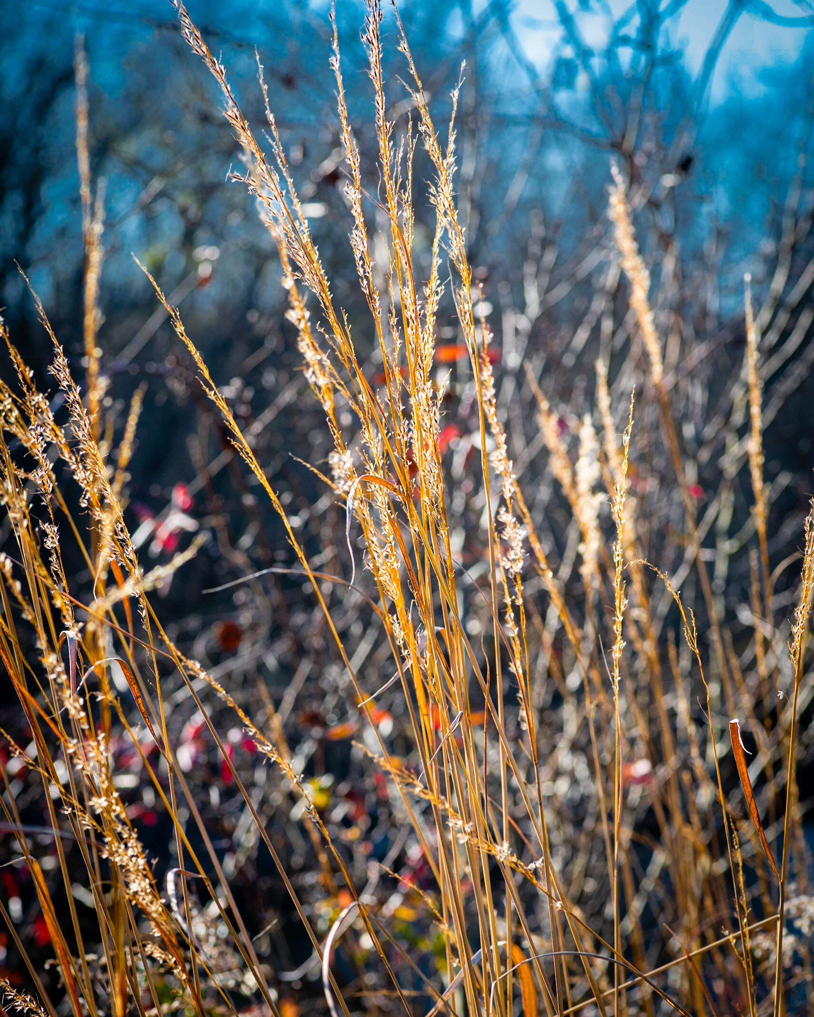 Fall Grasses, 2020
