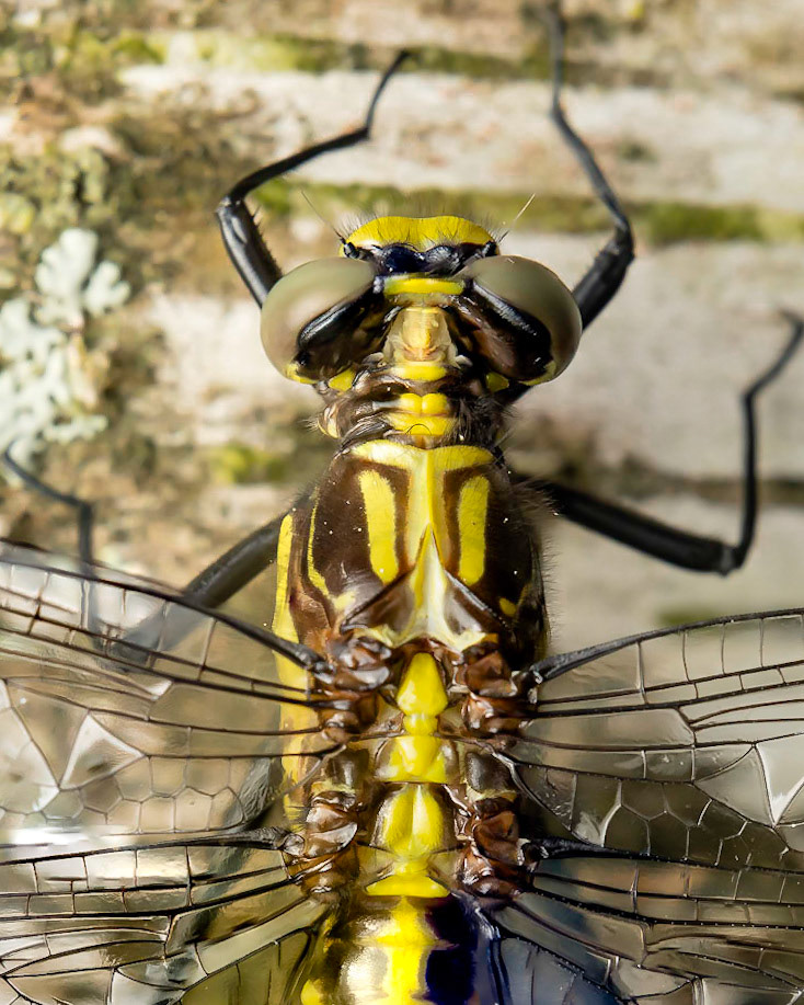 Green Dragonfly, 2021. Focus stacked image
