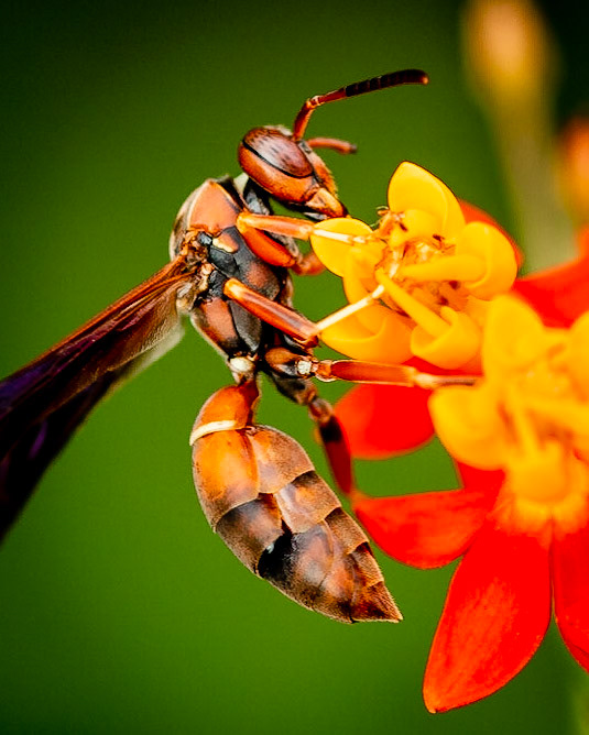 Paper Wasp, 2021