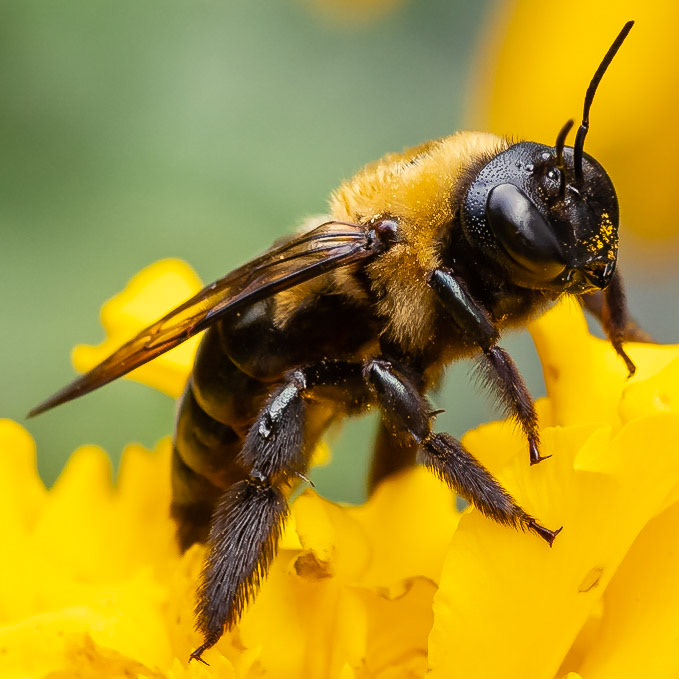 Carpenter Bee, 2020