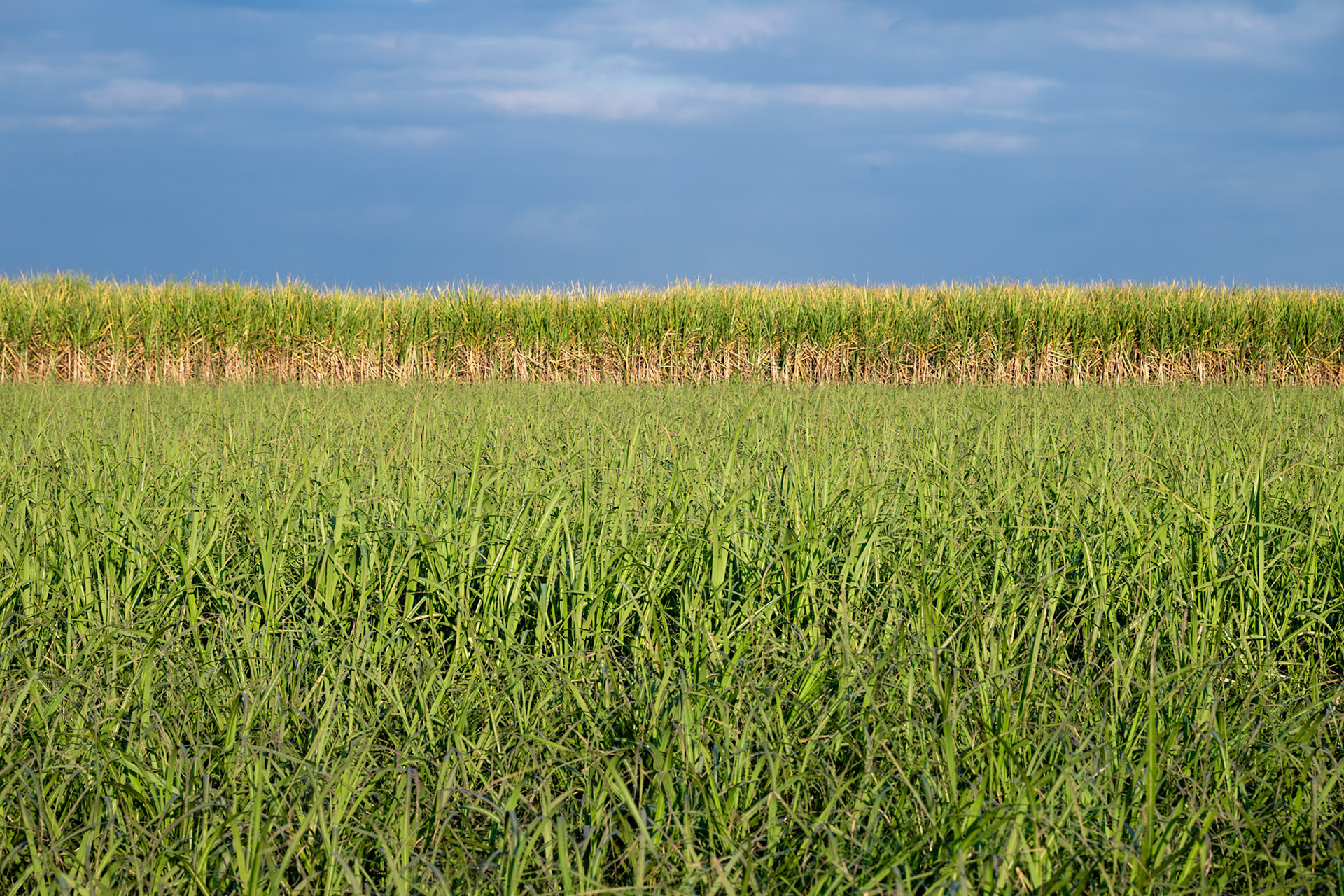Two separate plantings of sugarcane.  