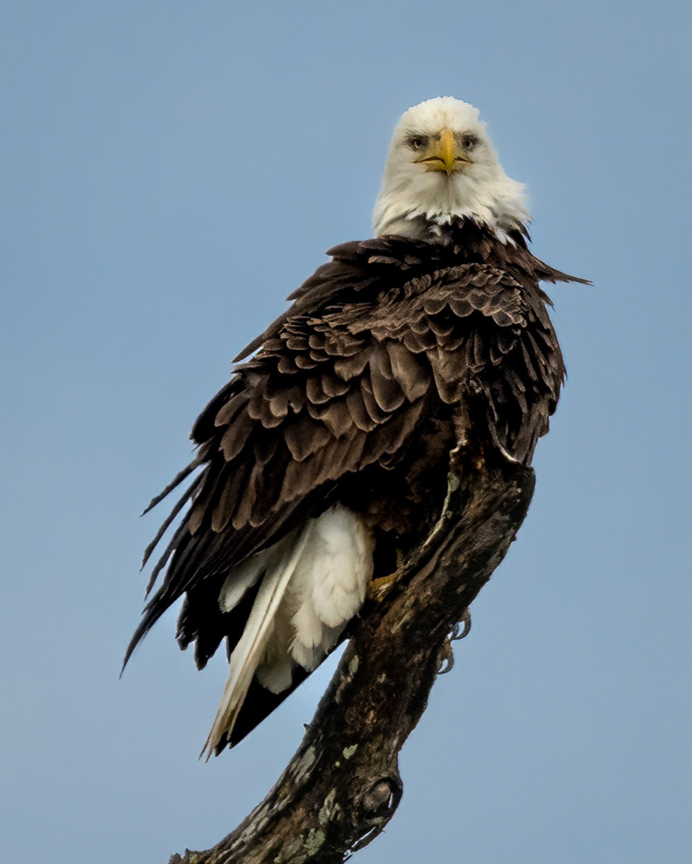 Female Bald Eagle, Lake Martin, November, 2022