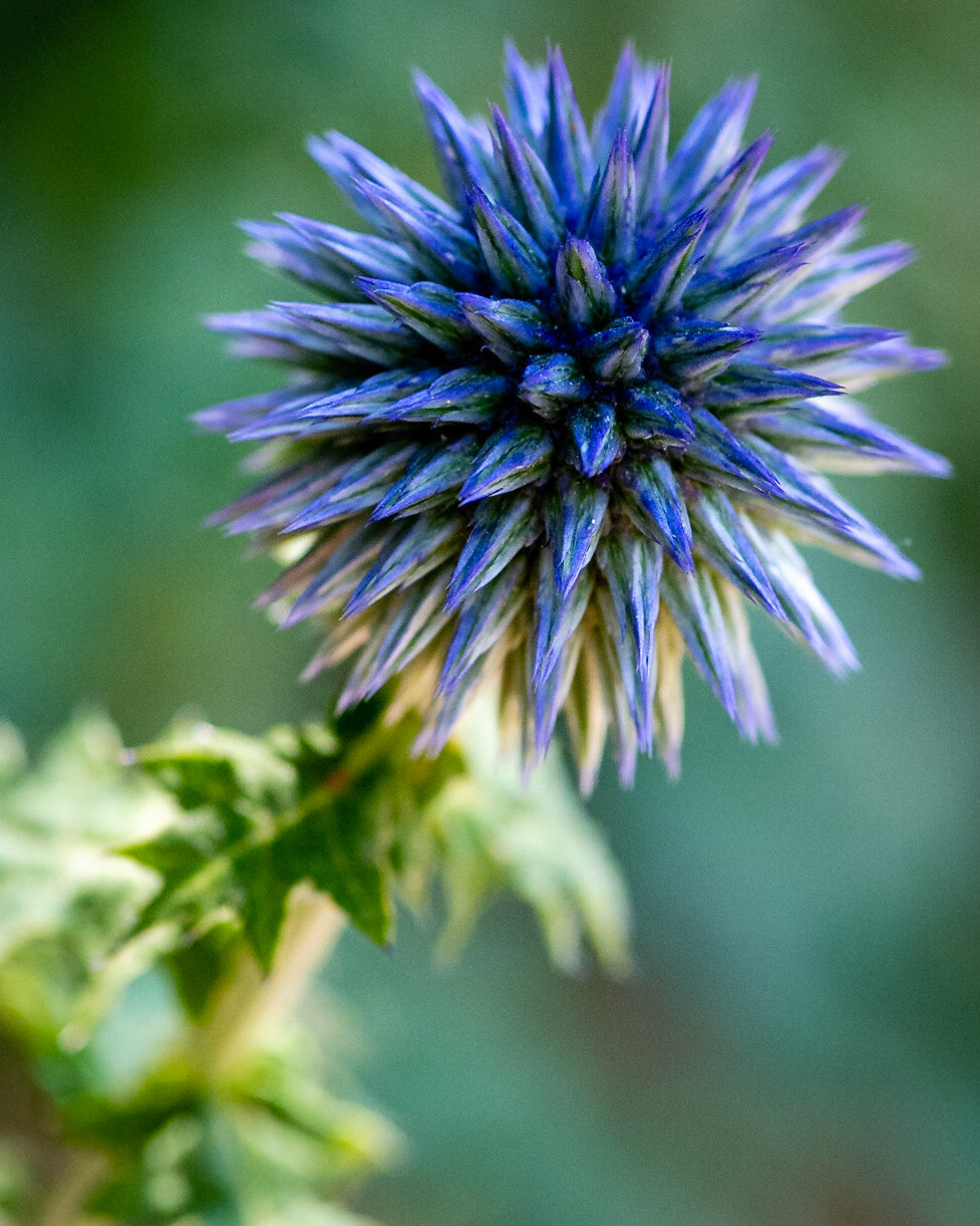 Globe Thistle