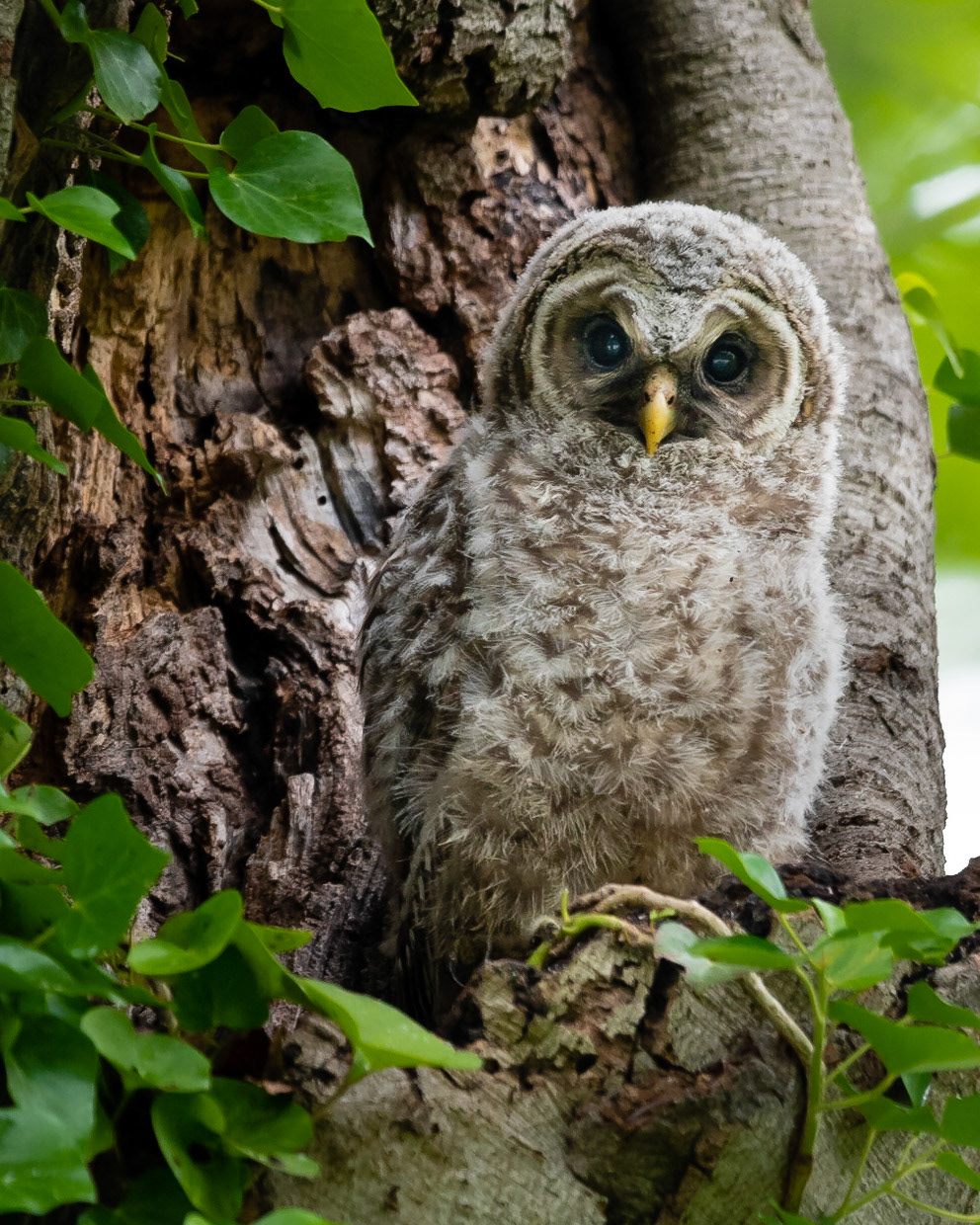 Barred Owl