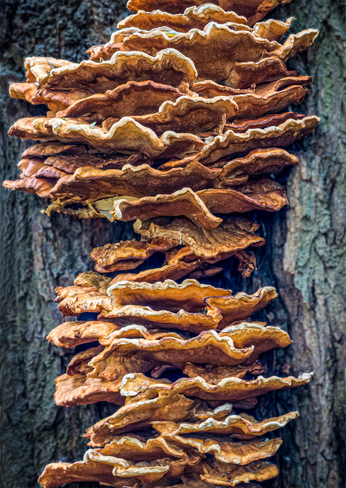 Bracket fungus?