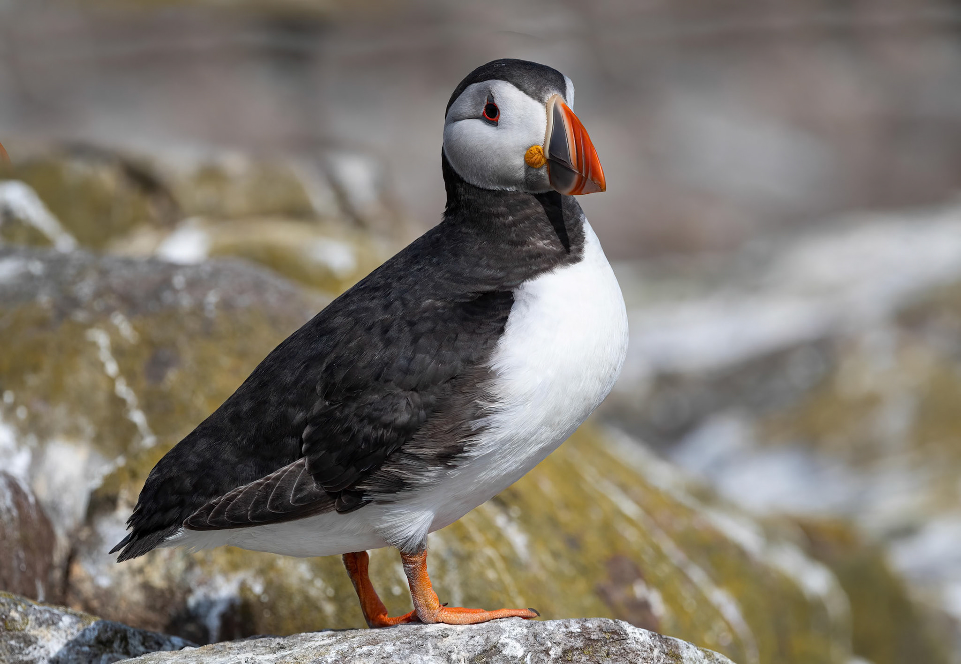 Puffin
