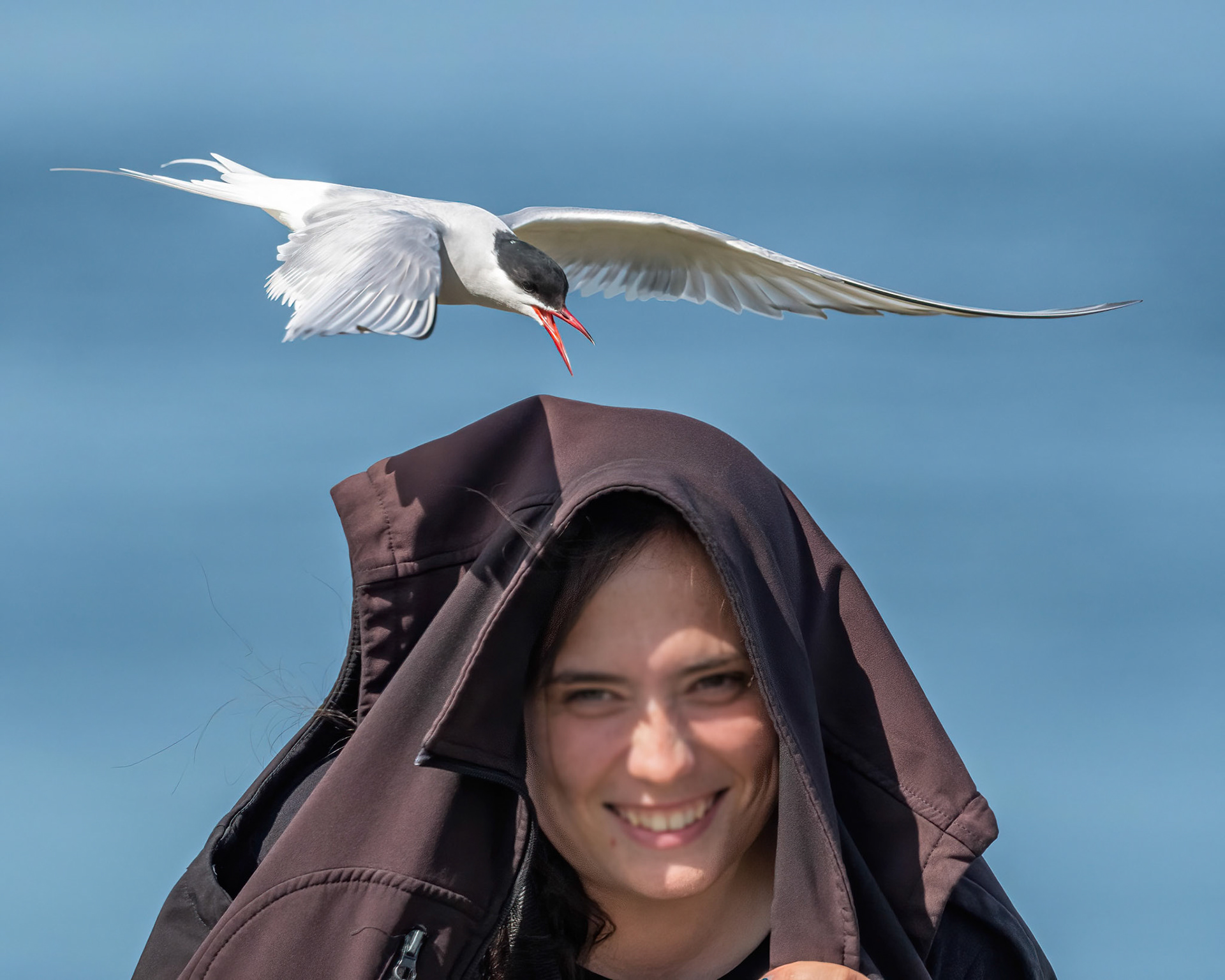 Common Tern