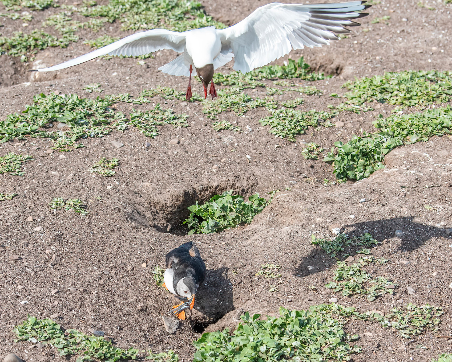 Puffin &amp; Black-headed Gull