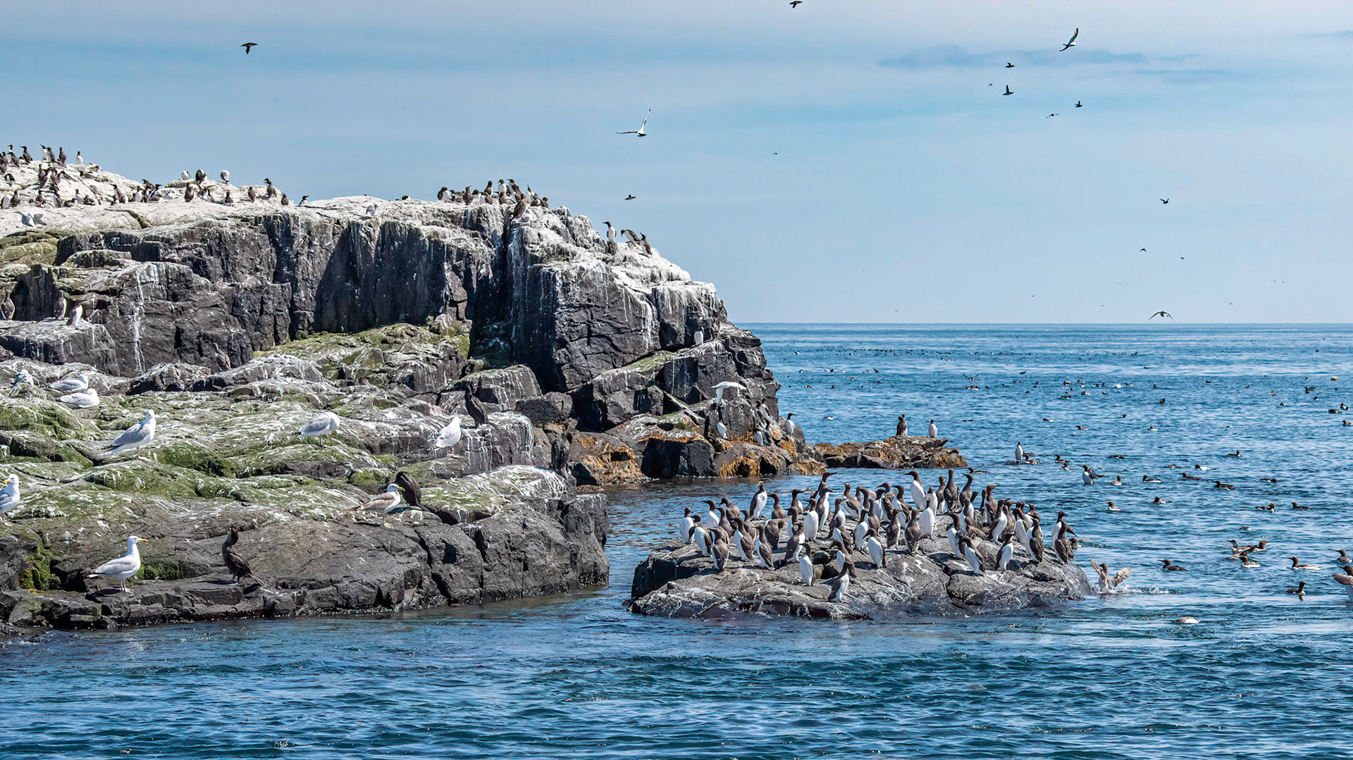 Guillemot