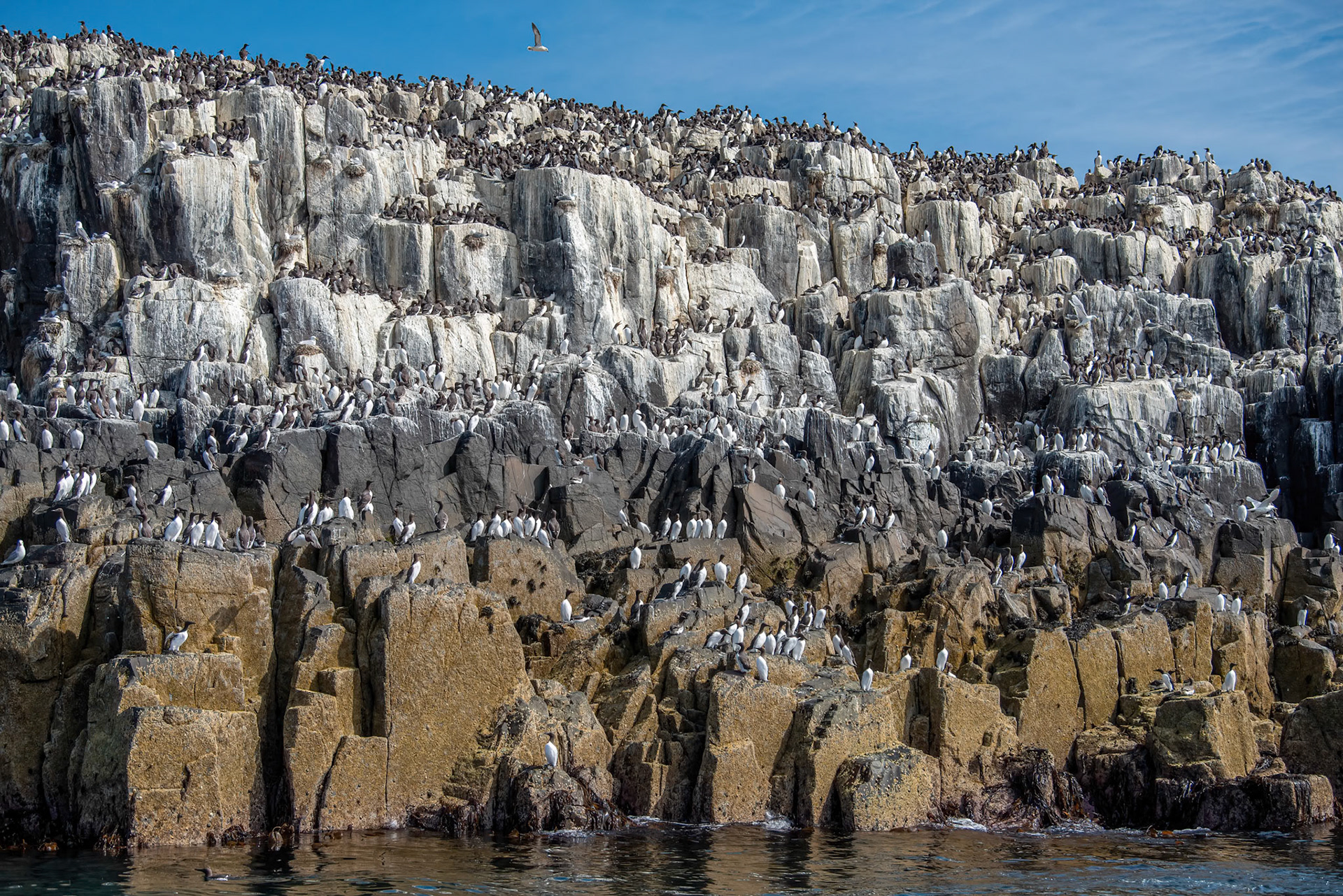 Guillemot