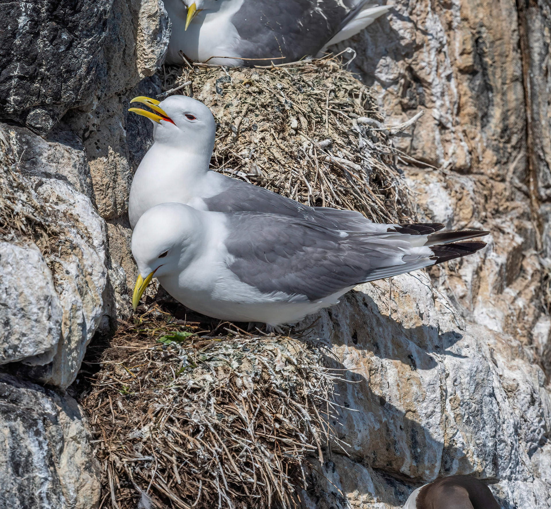 Kittiwake
