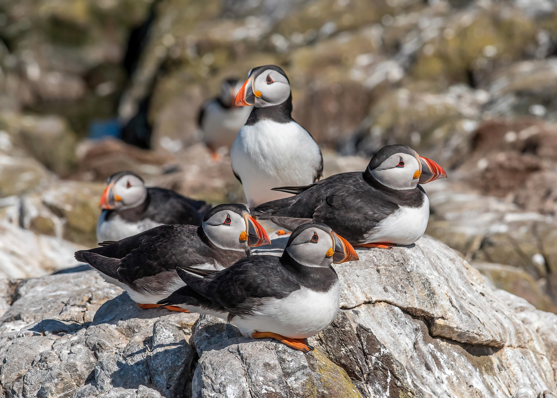 Puffin