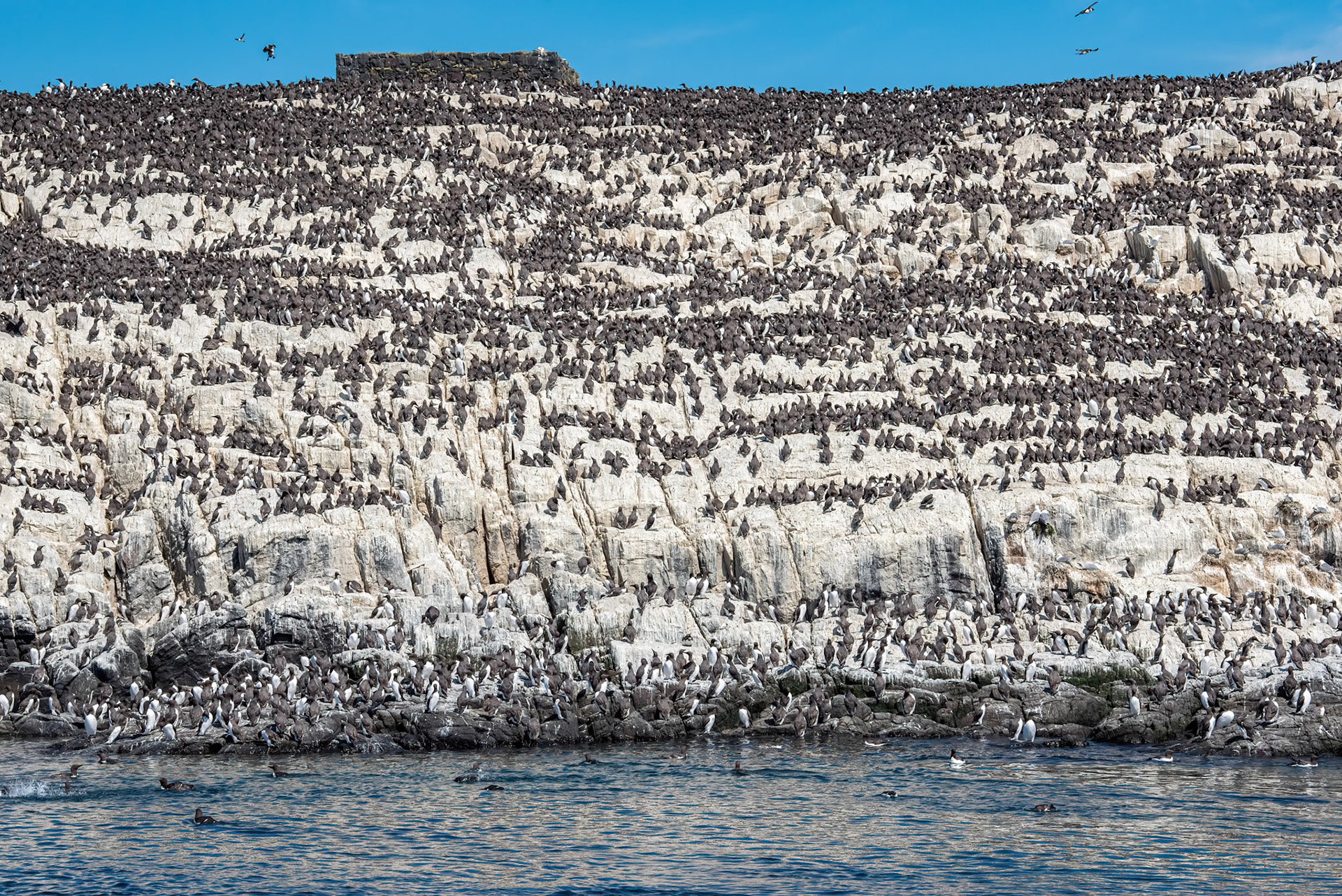 Guillemot