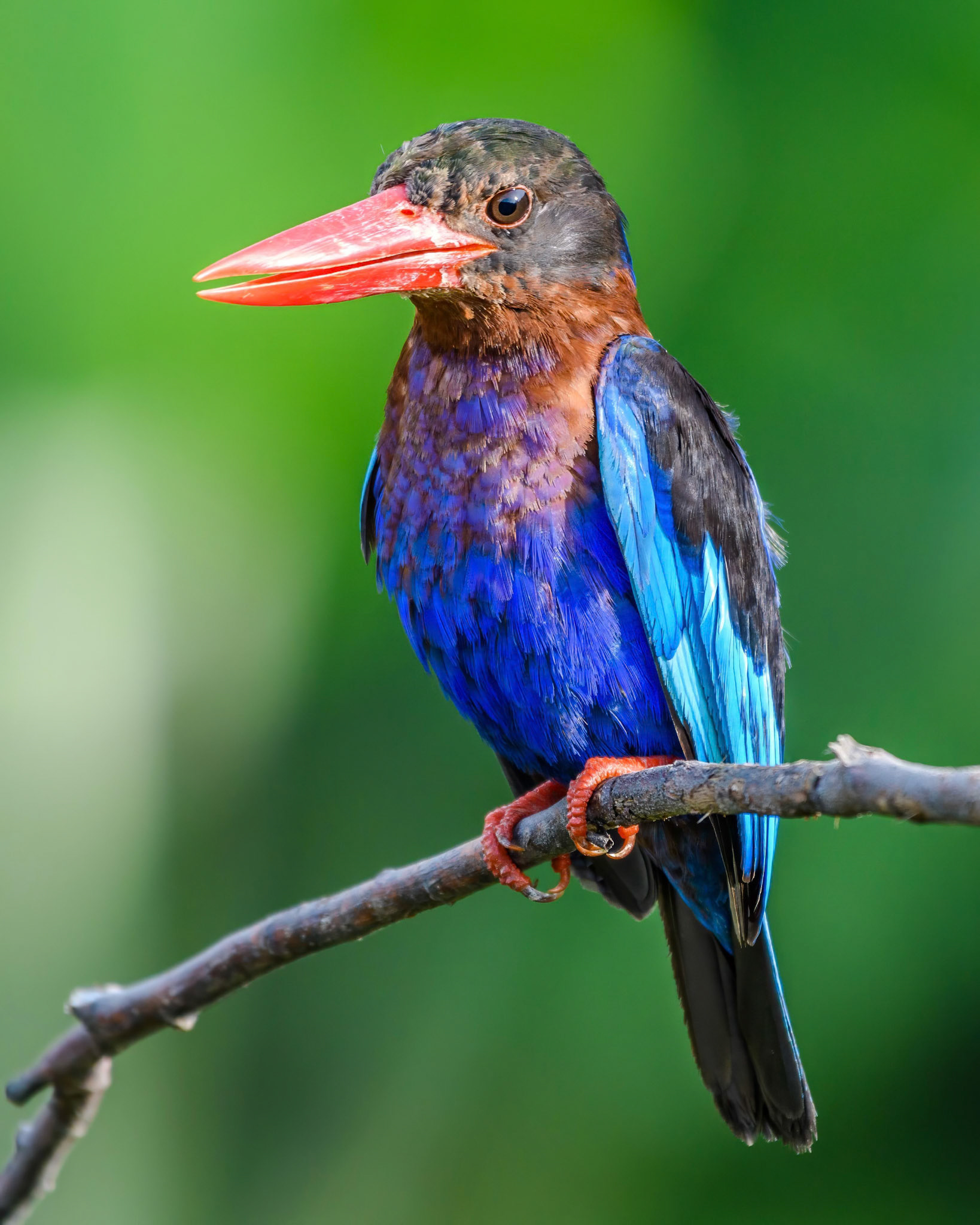 Javan Kingfisher
