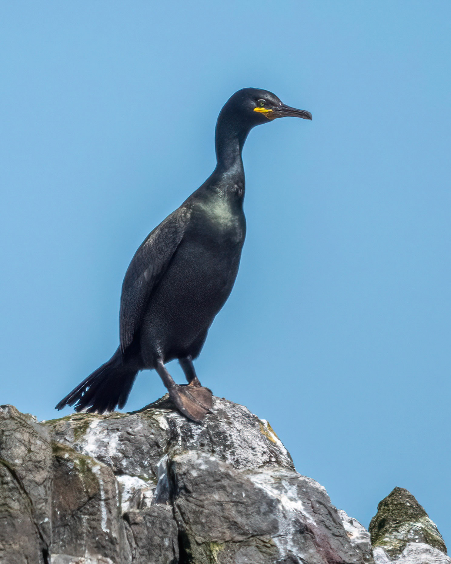 Shag
