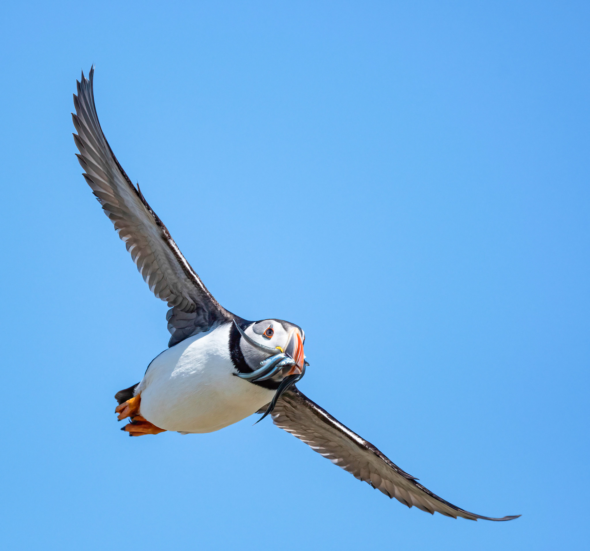 Puffin