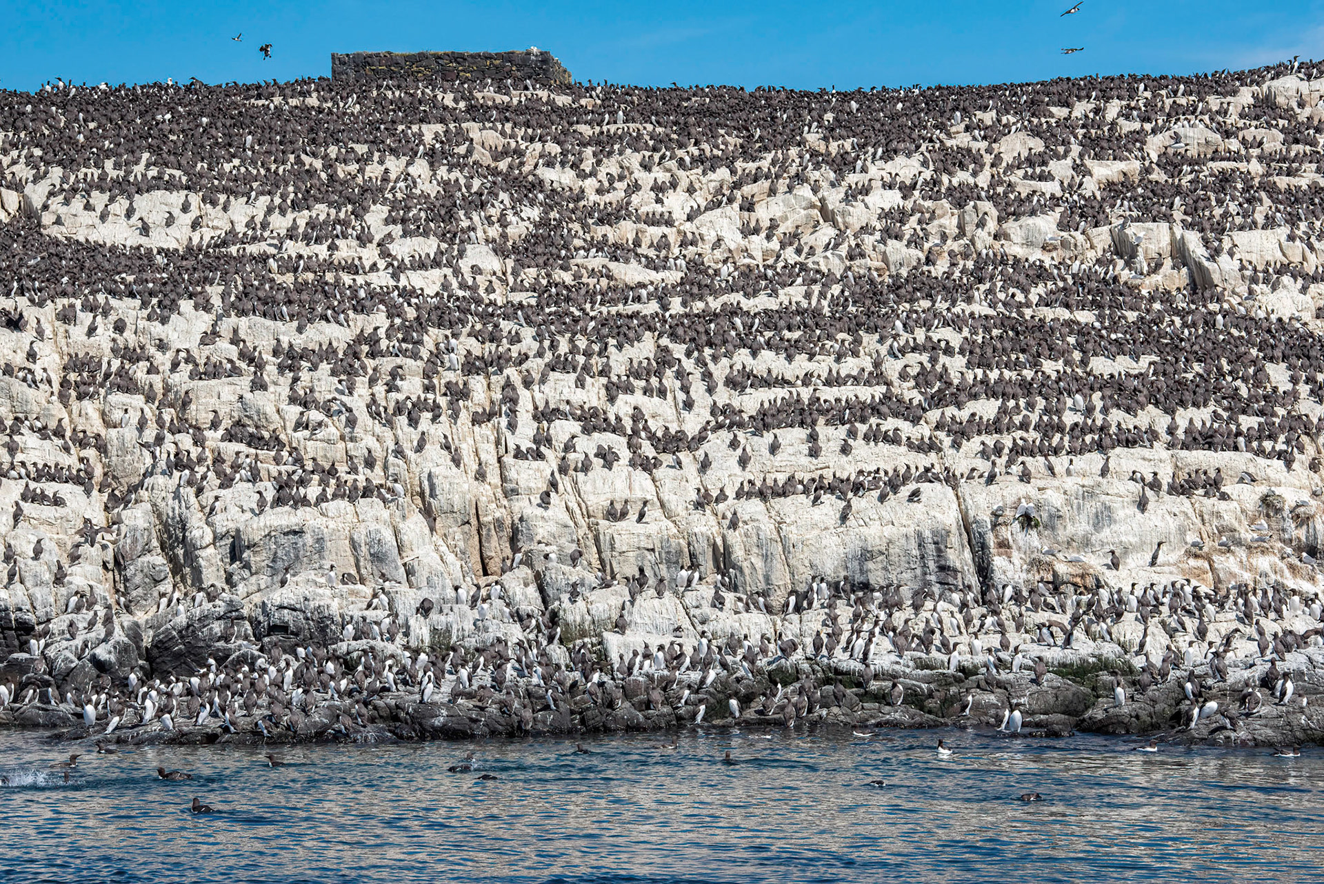 Guillemot