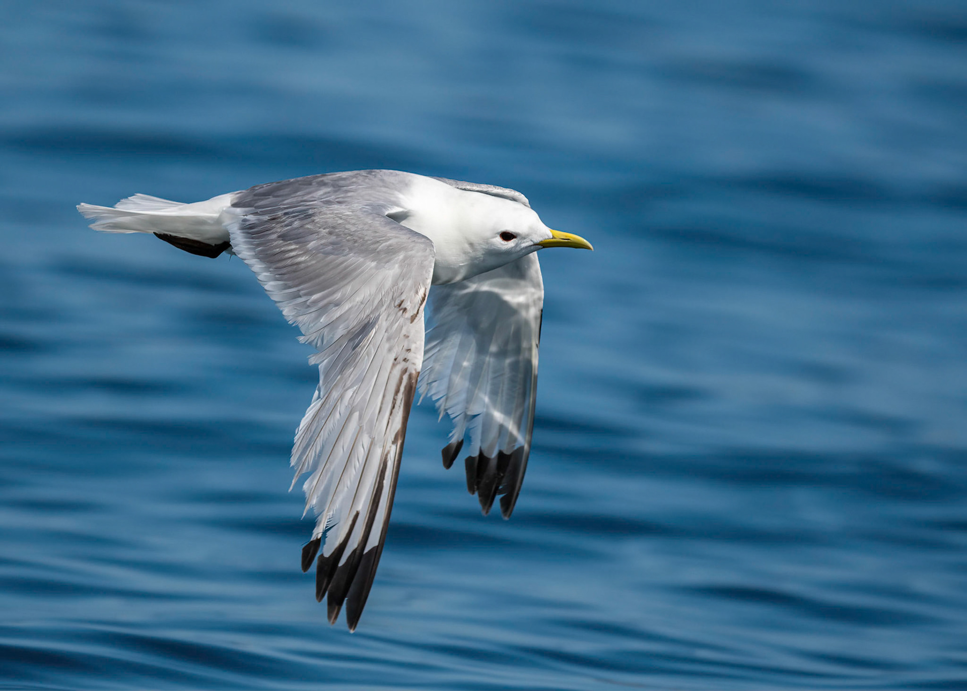 Kittiwake