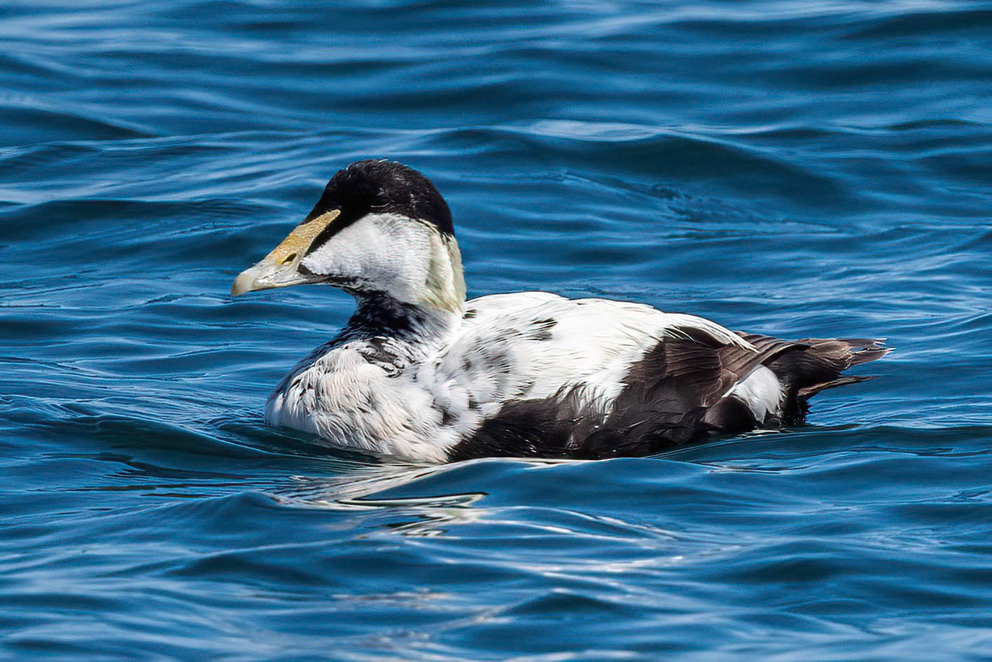 Common Eider