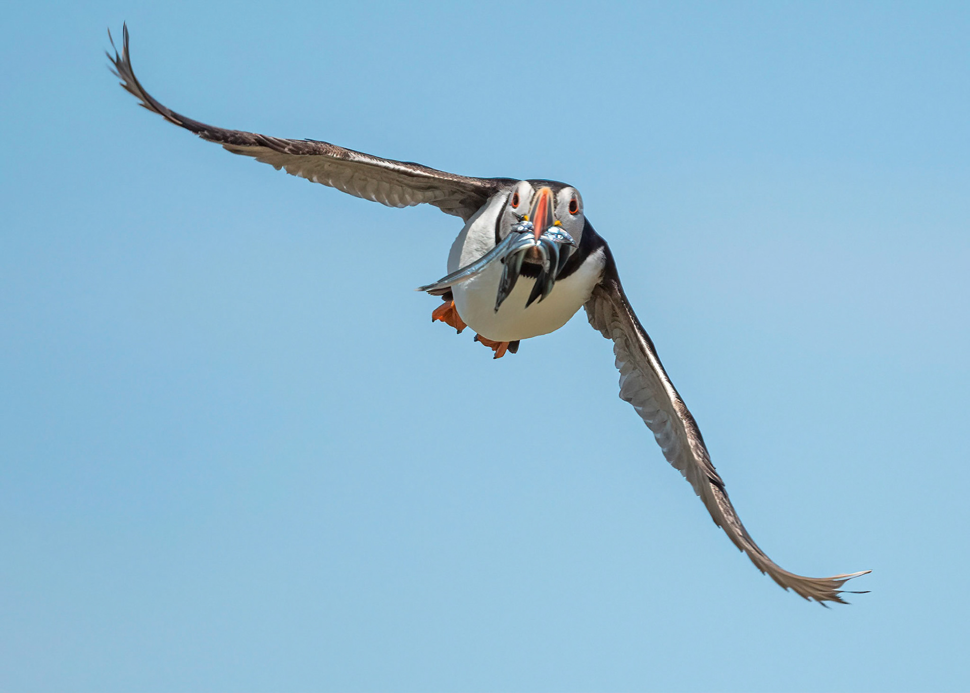 Puffin
