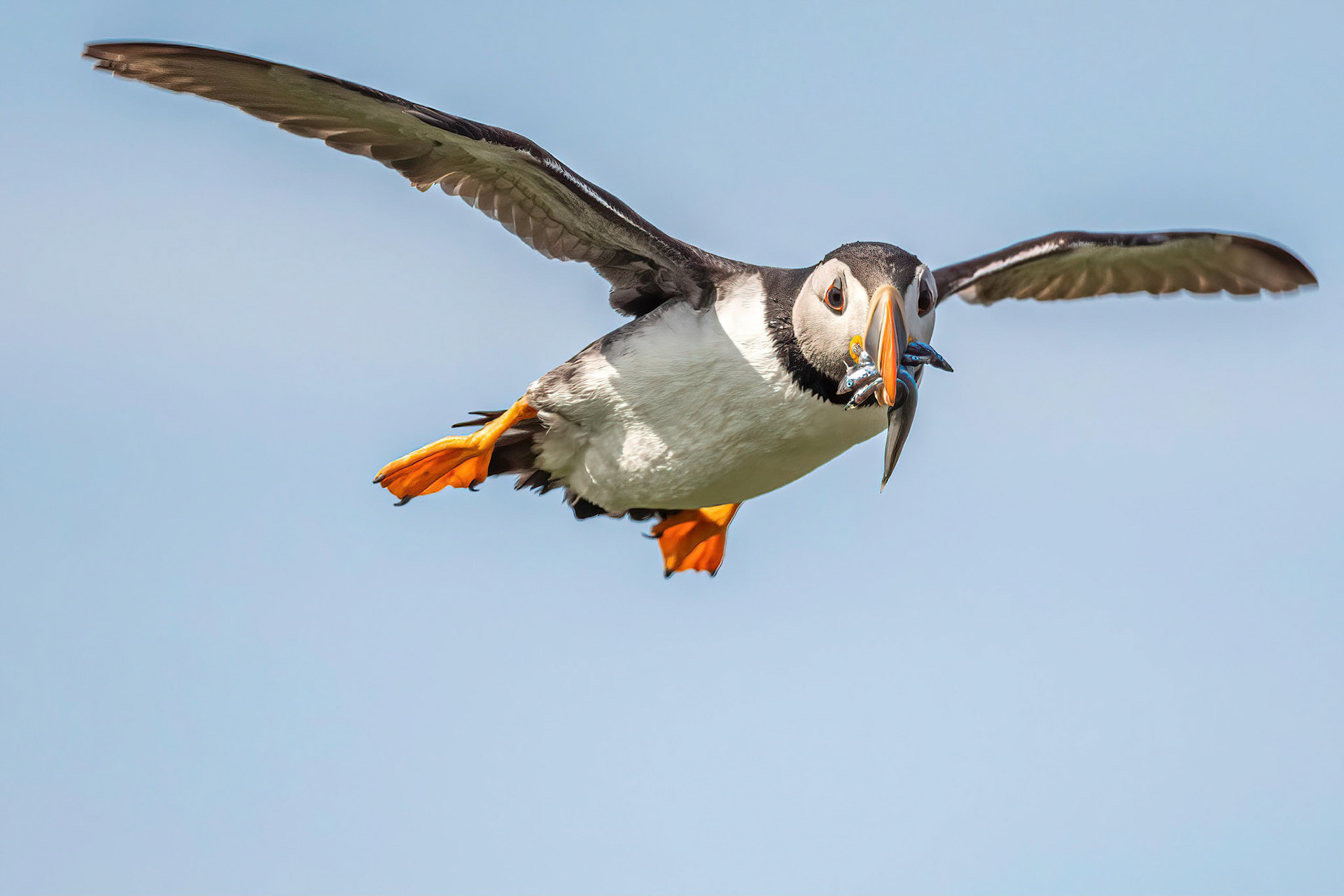 Puffin