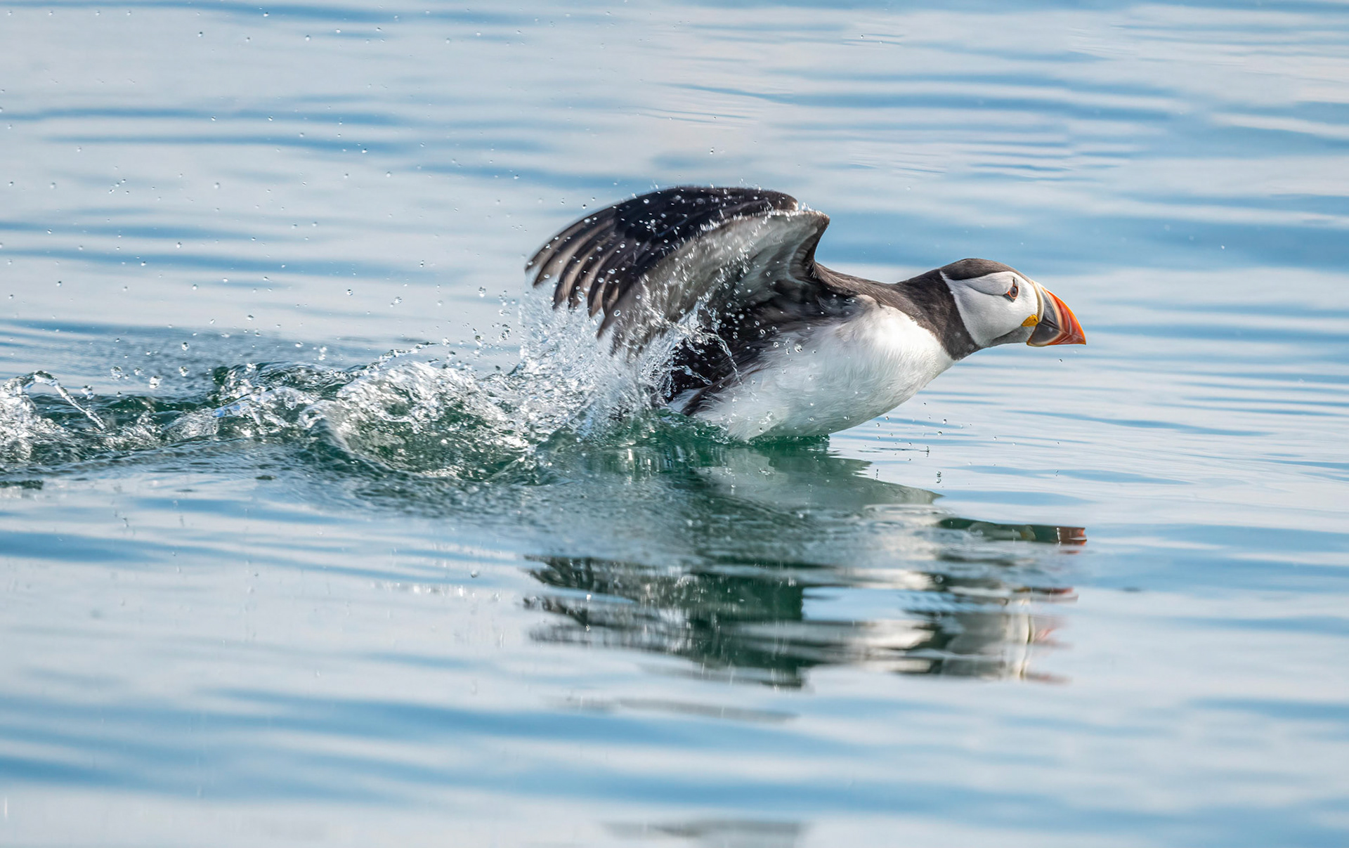 Puffin