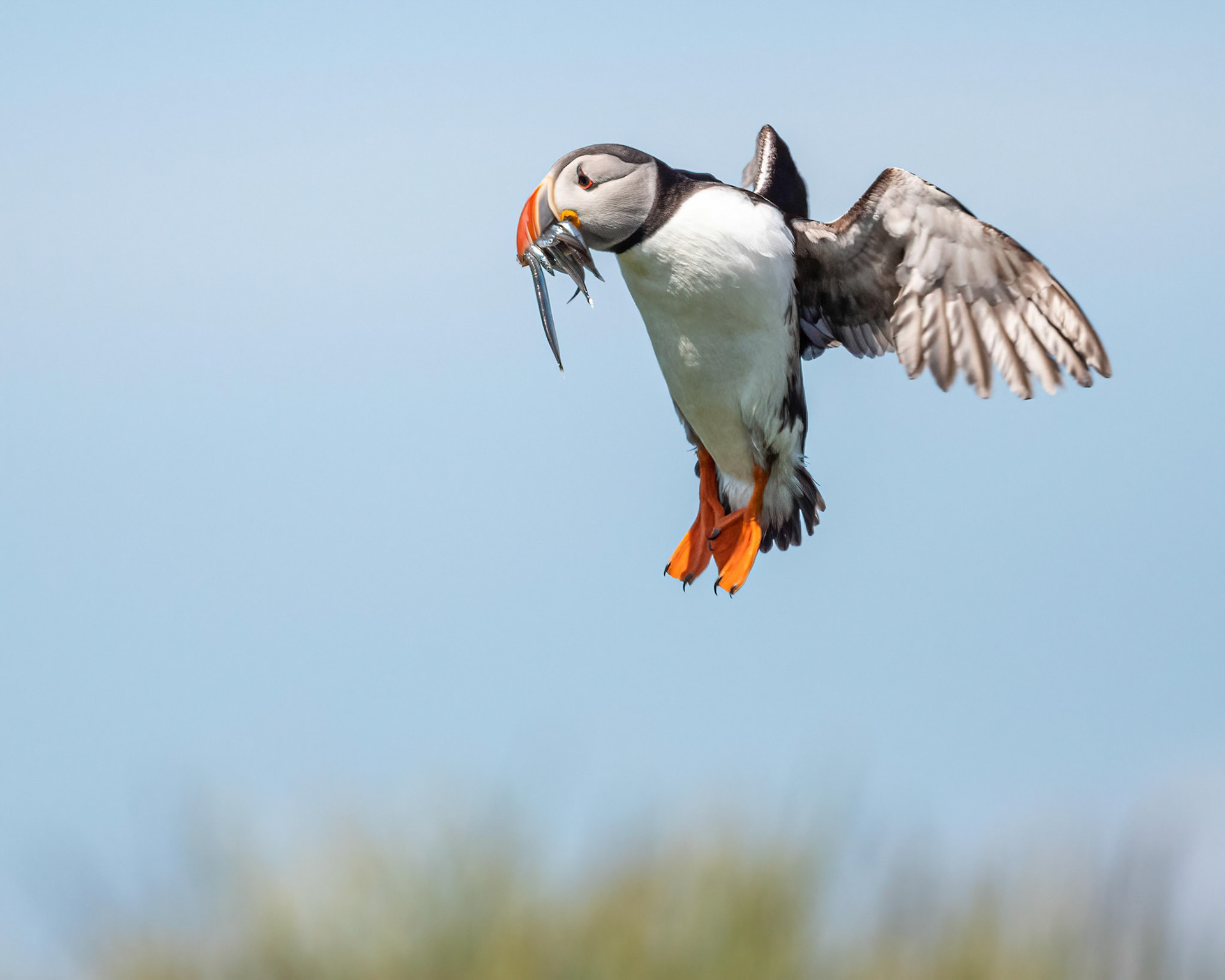Puffin