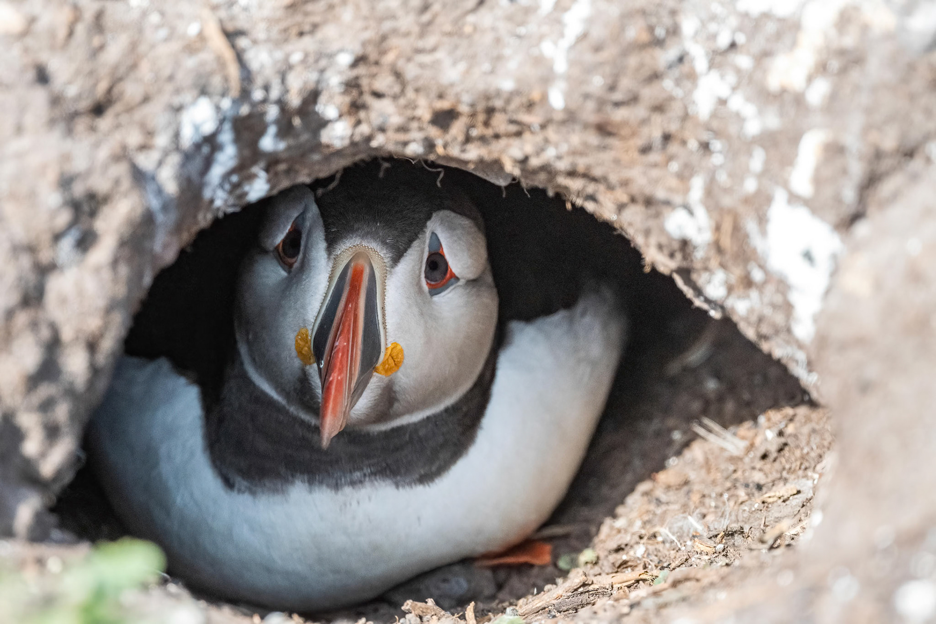 Puffin