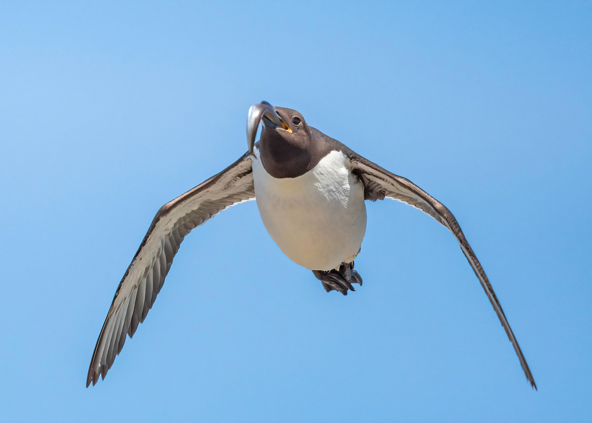 Guillemot