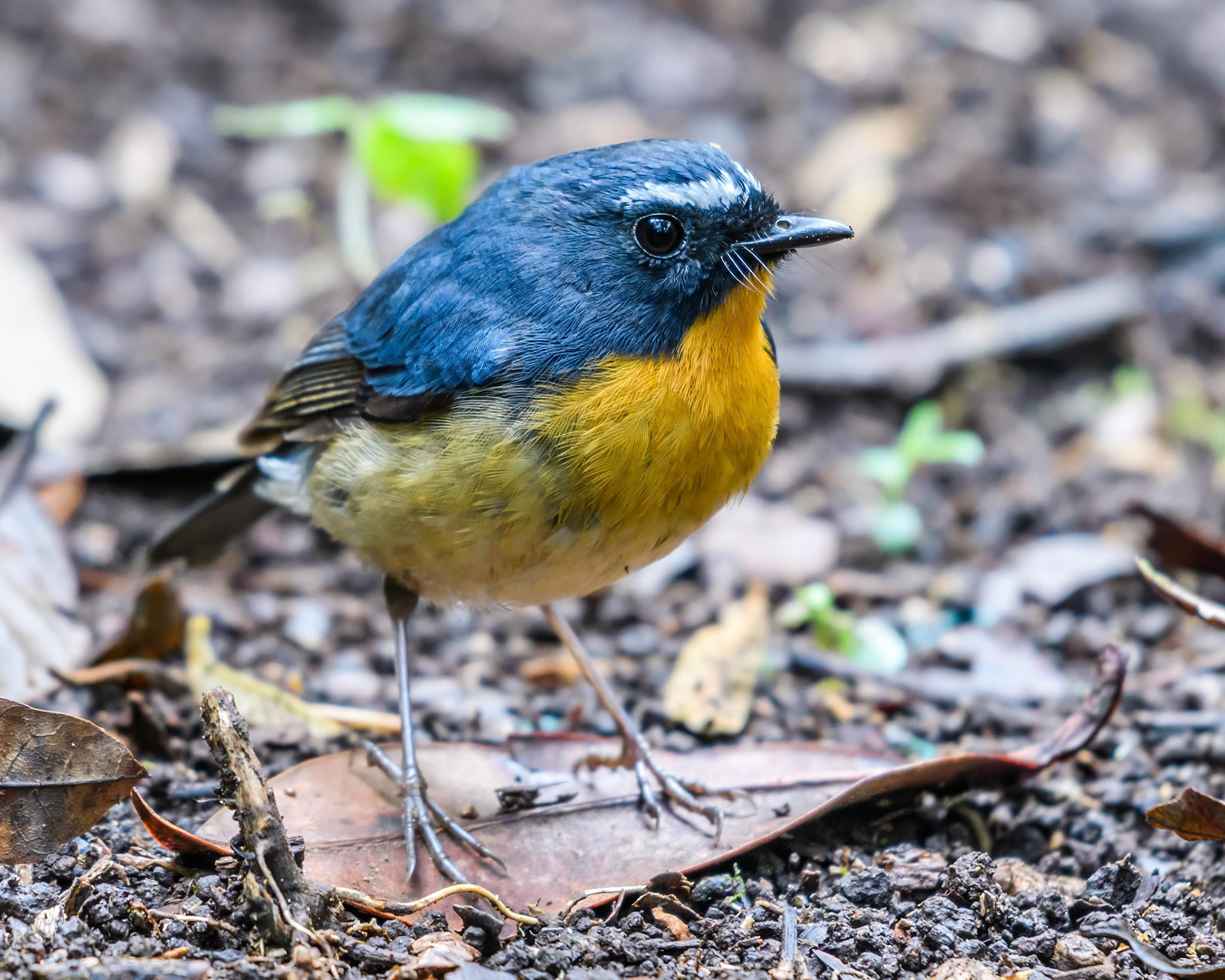 Snowy-browed Flycatcher (Male)