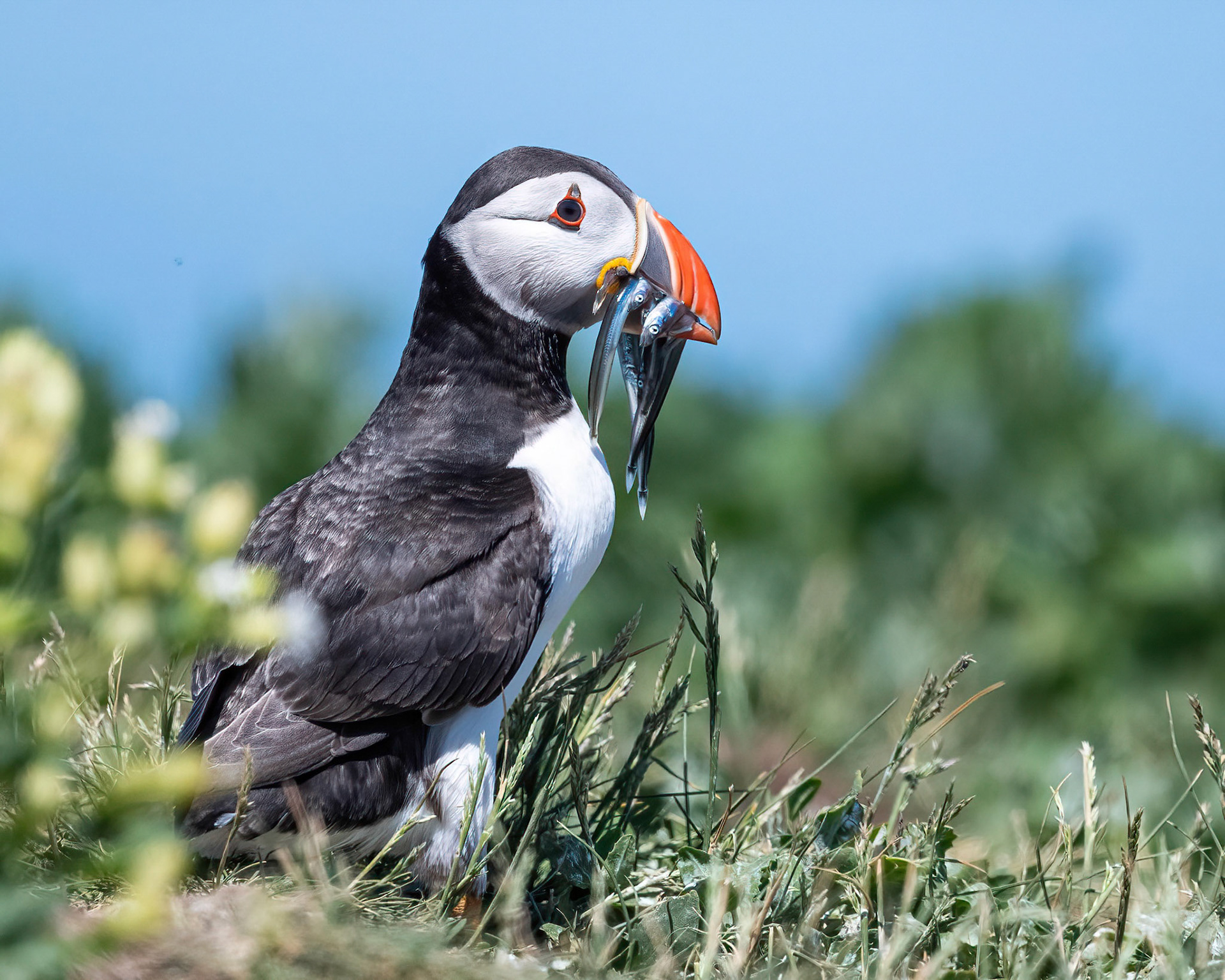 Puffin