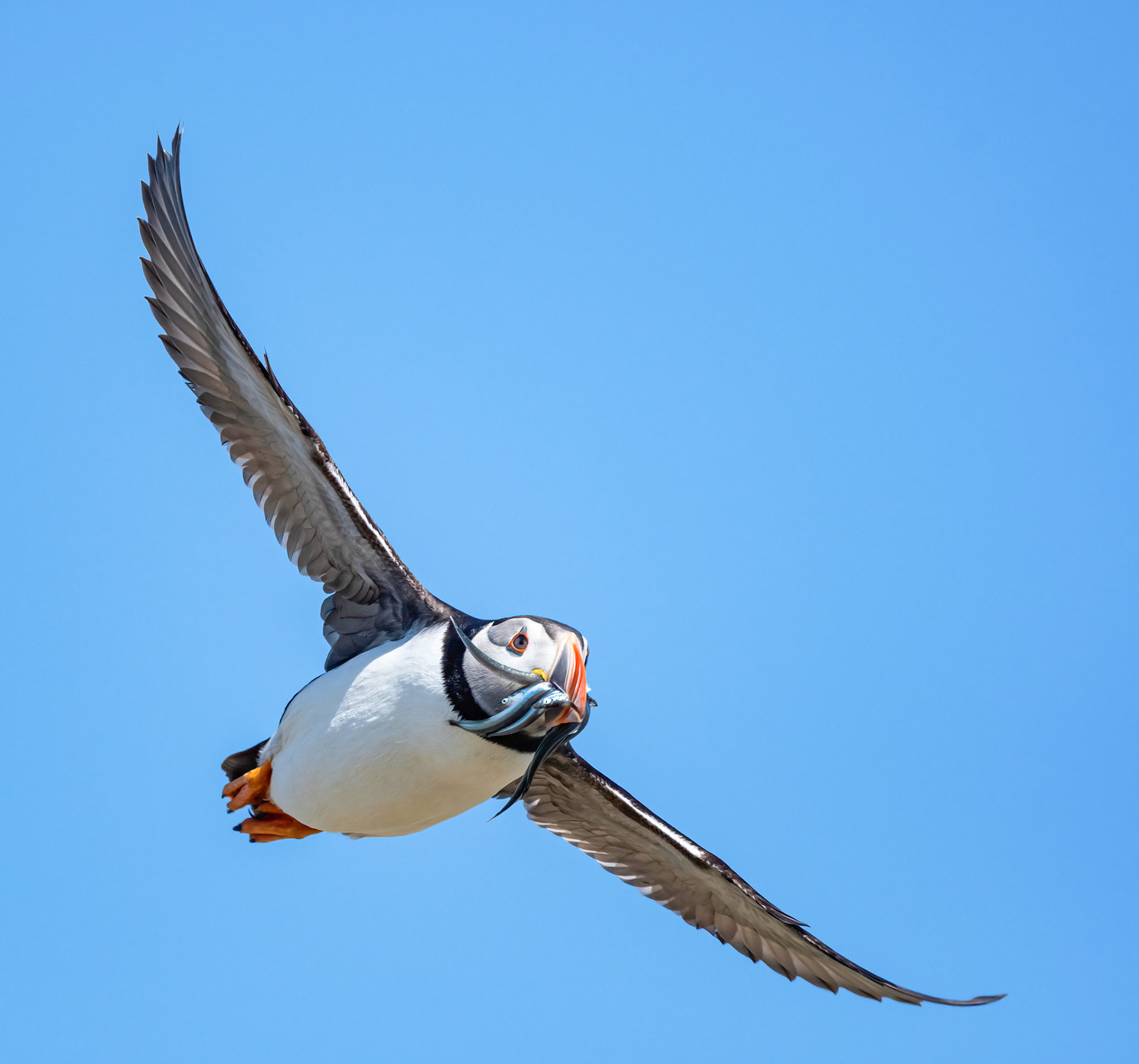 Puffin