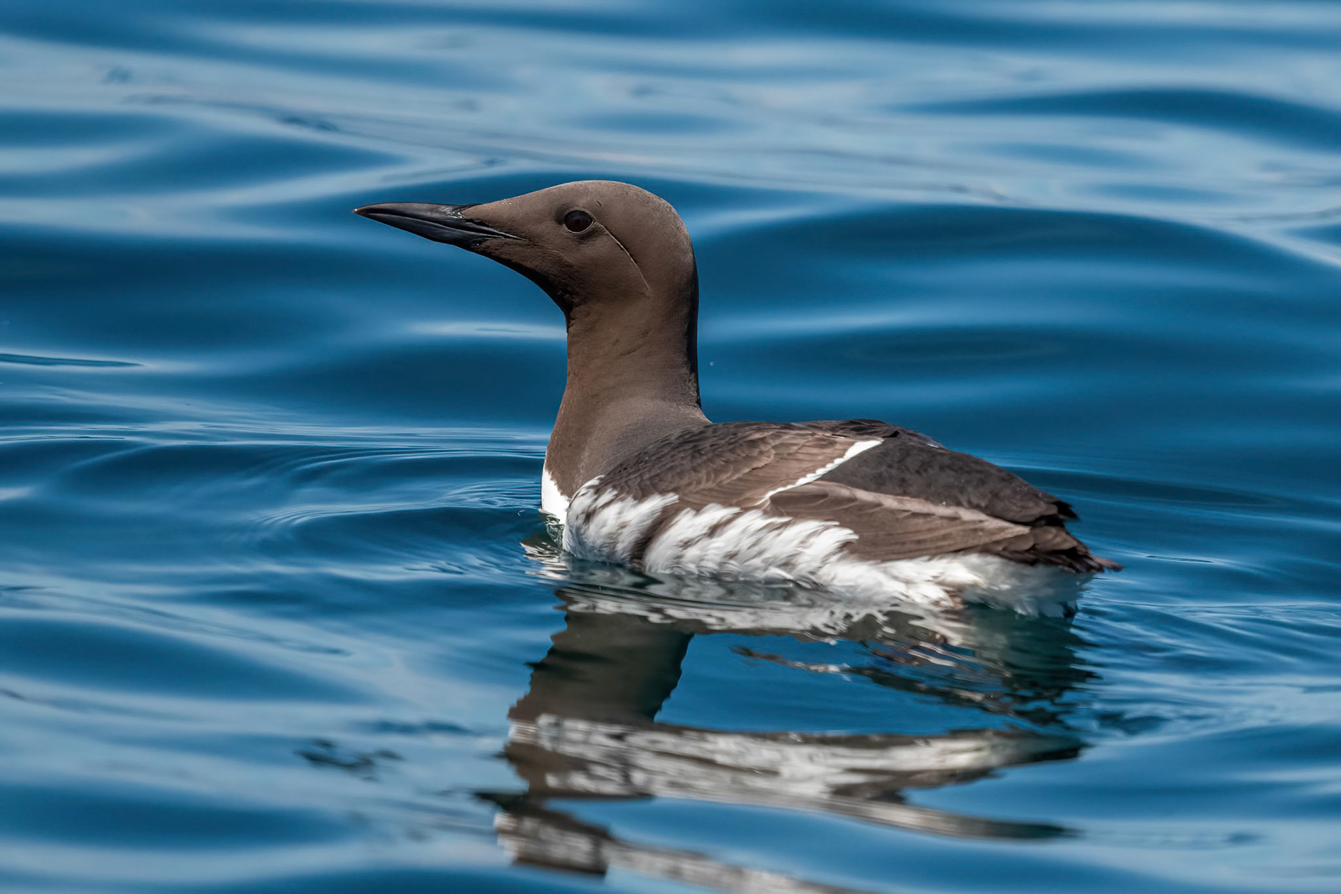 Guillemot