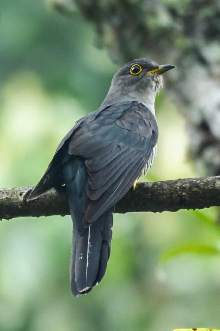 Sunda Lesser Cuckoo