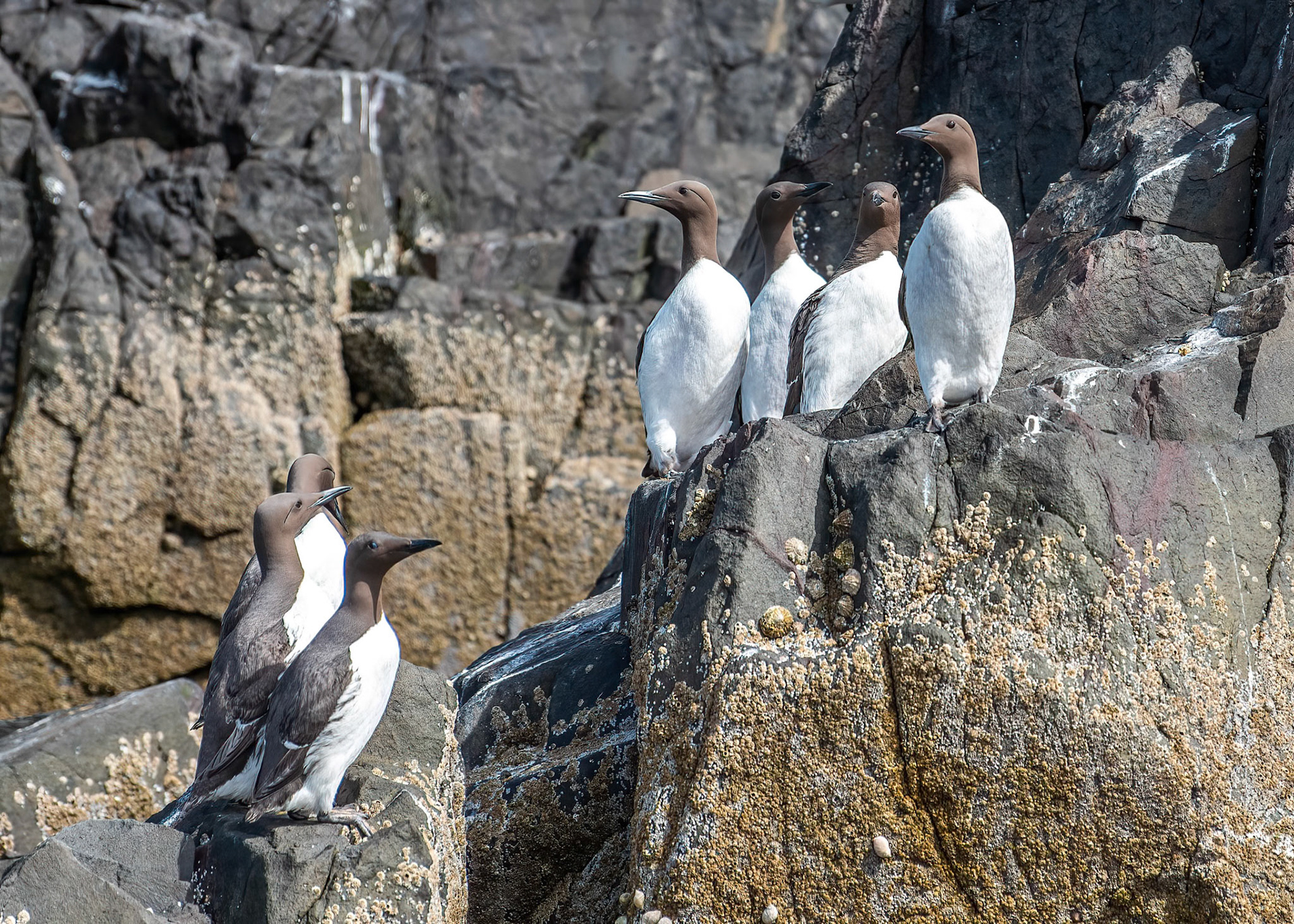 Guillemot