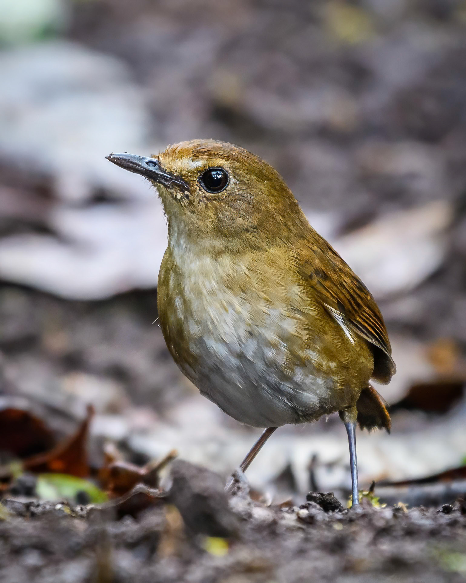 Lesser Shortwing