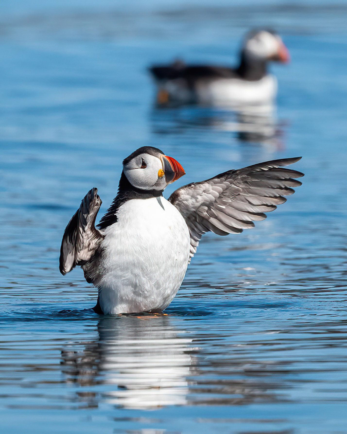 Puffin